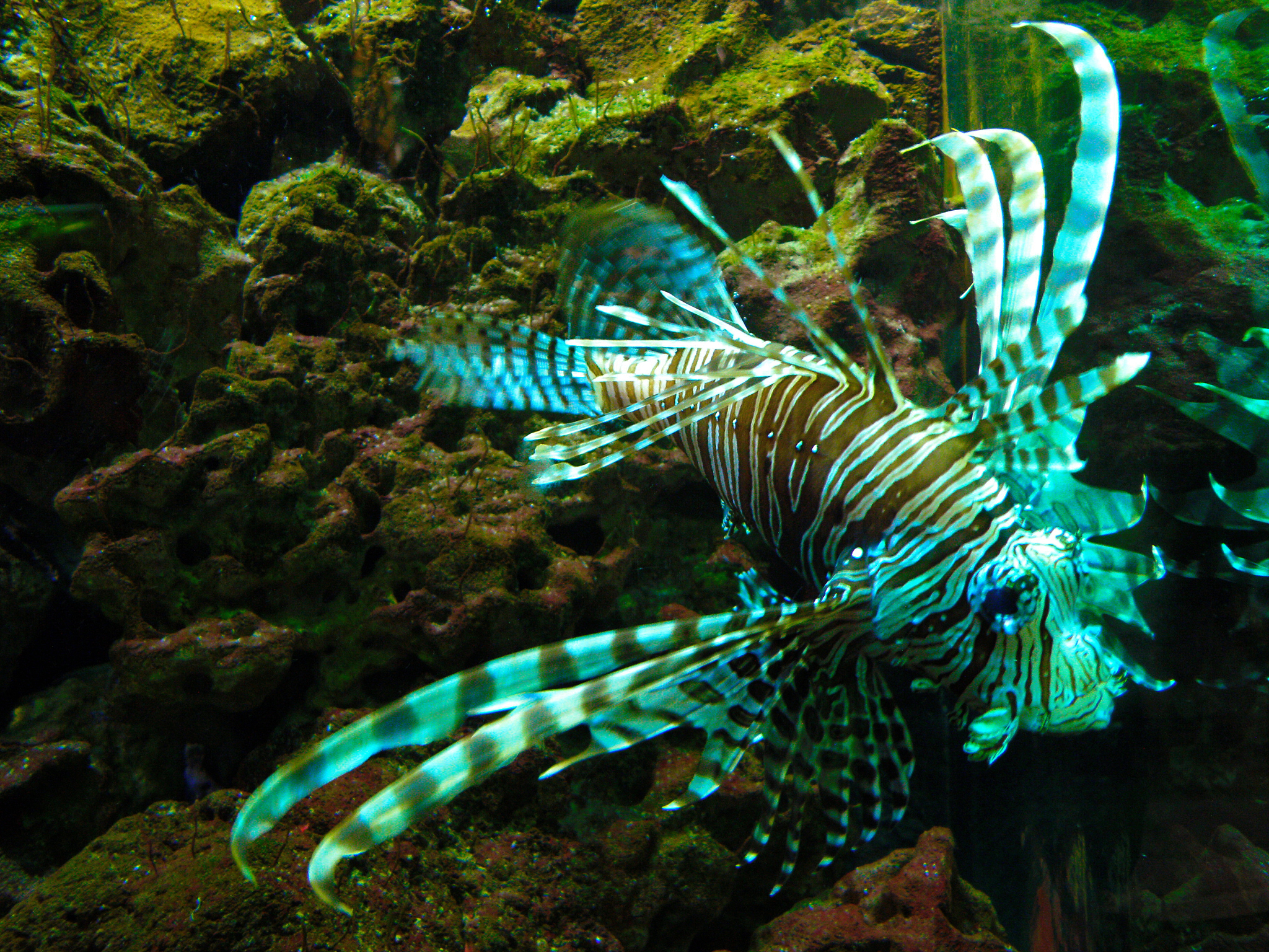 wild animals - fish pteroins volitans