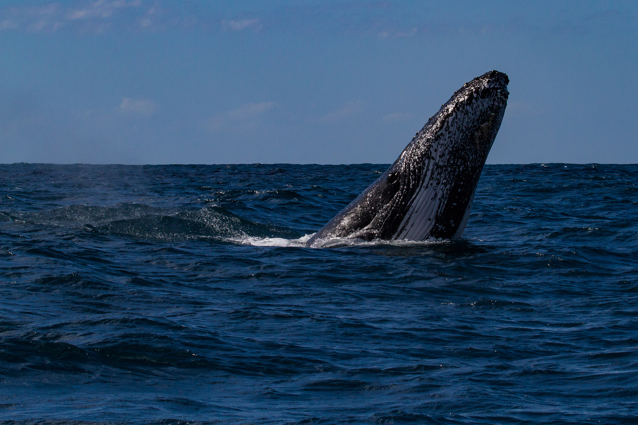 荣成市好当家集团海洋学校招生电话_好不好