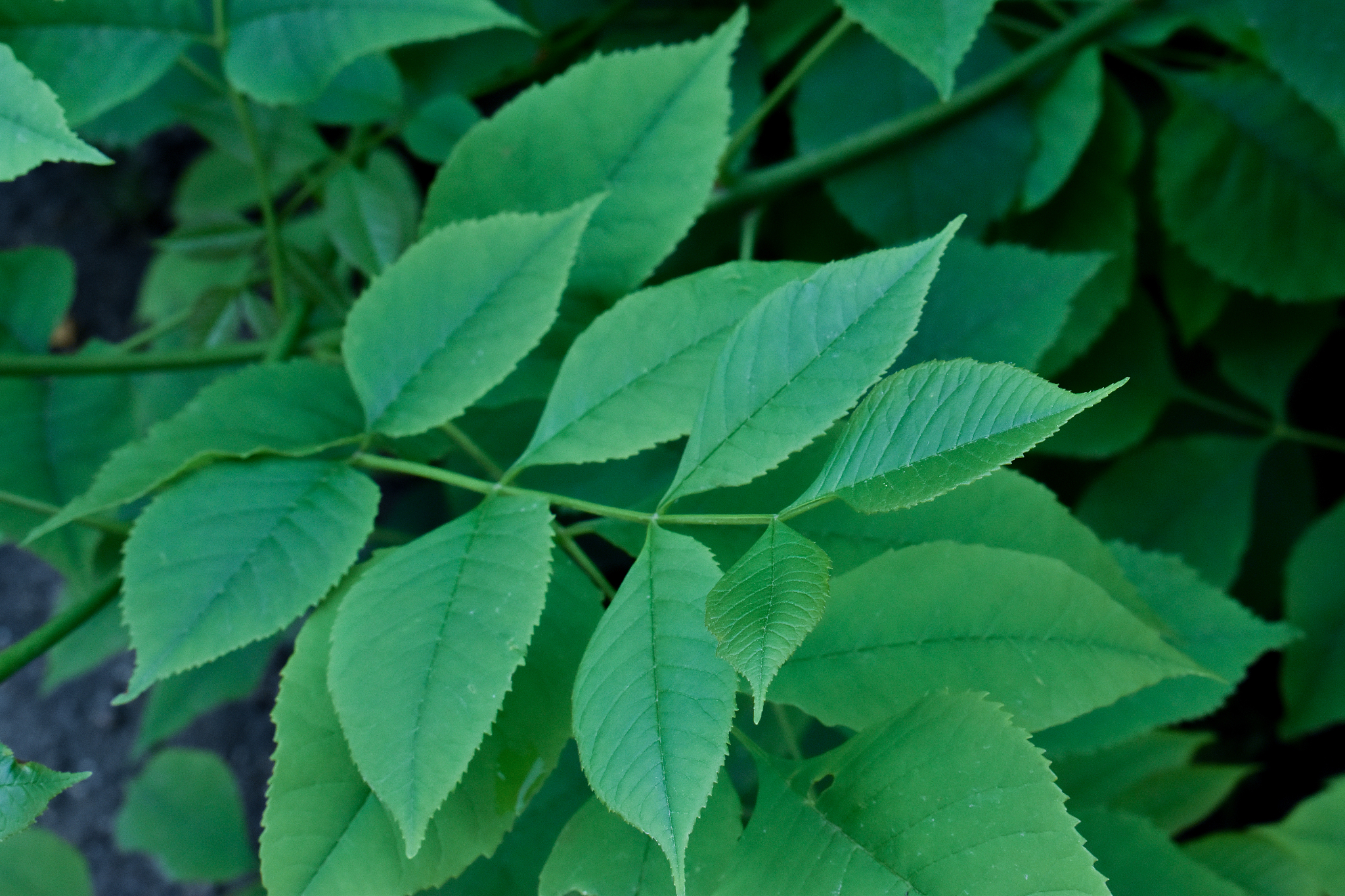 beautiful green leaves