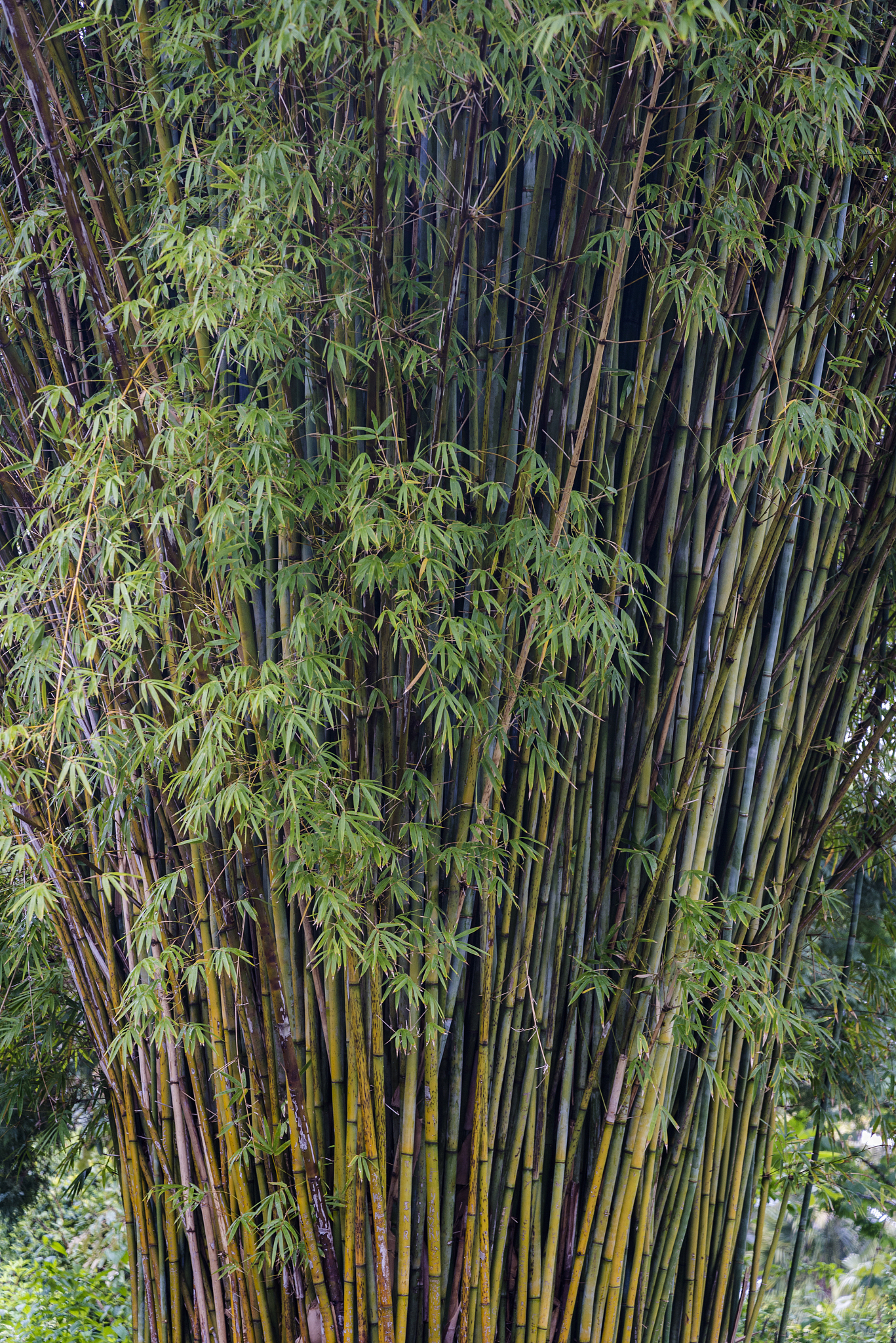 bamboo plant