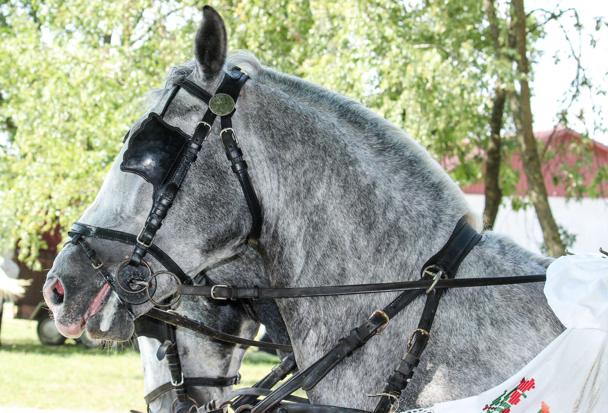 horses_09