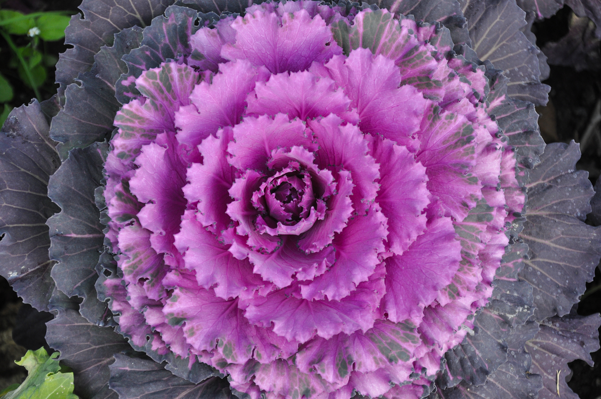 purple cabbage