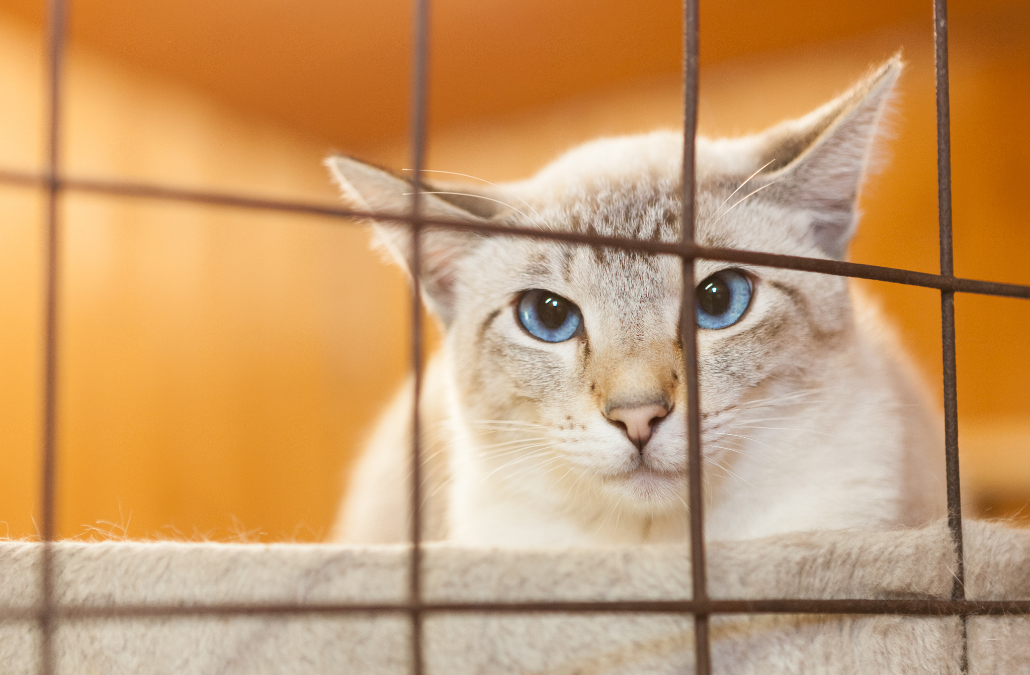 改良活疫苗接种后收容所猫细小白血病病毒DNA排毒情况研究