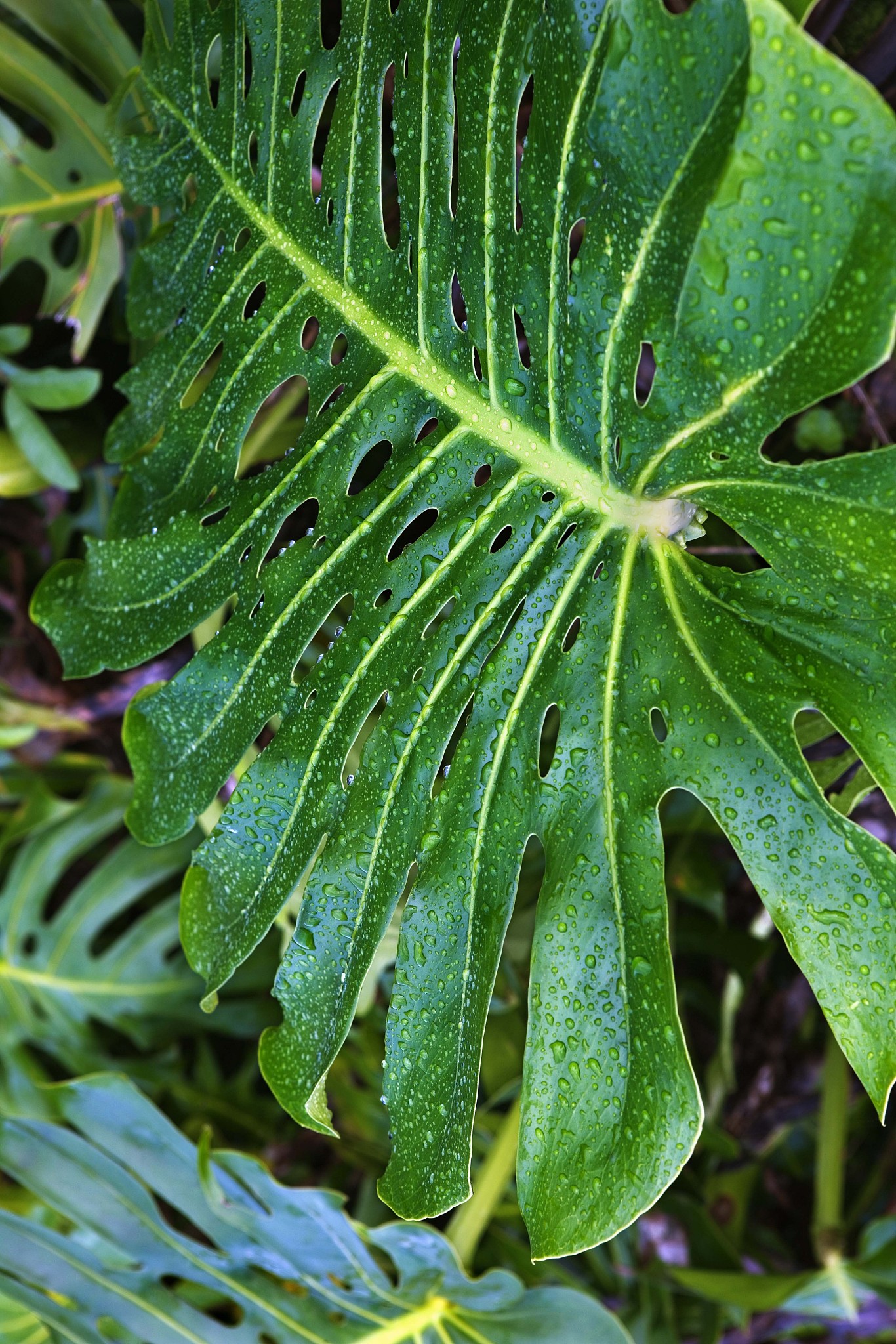 tropical leaf