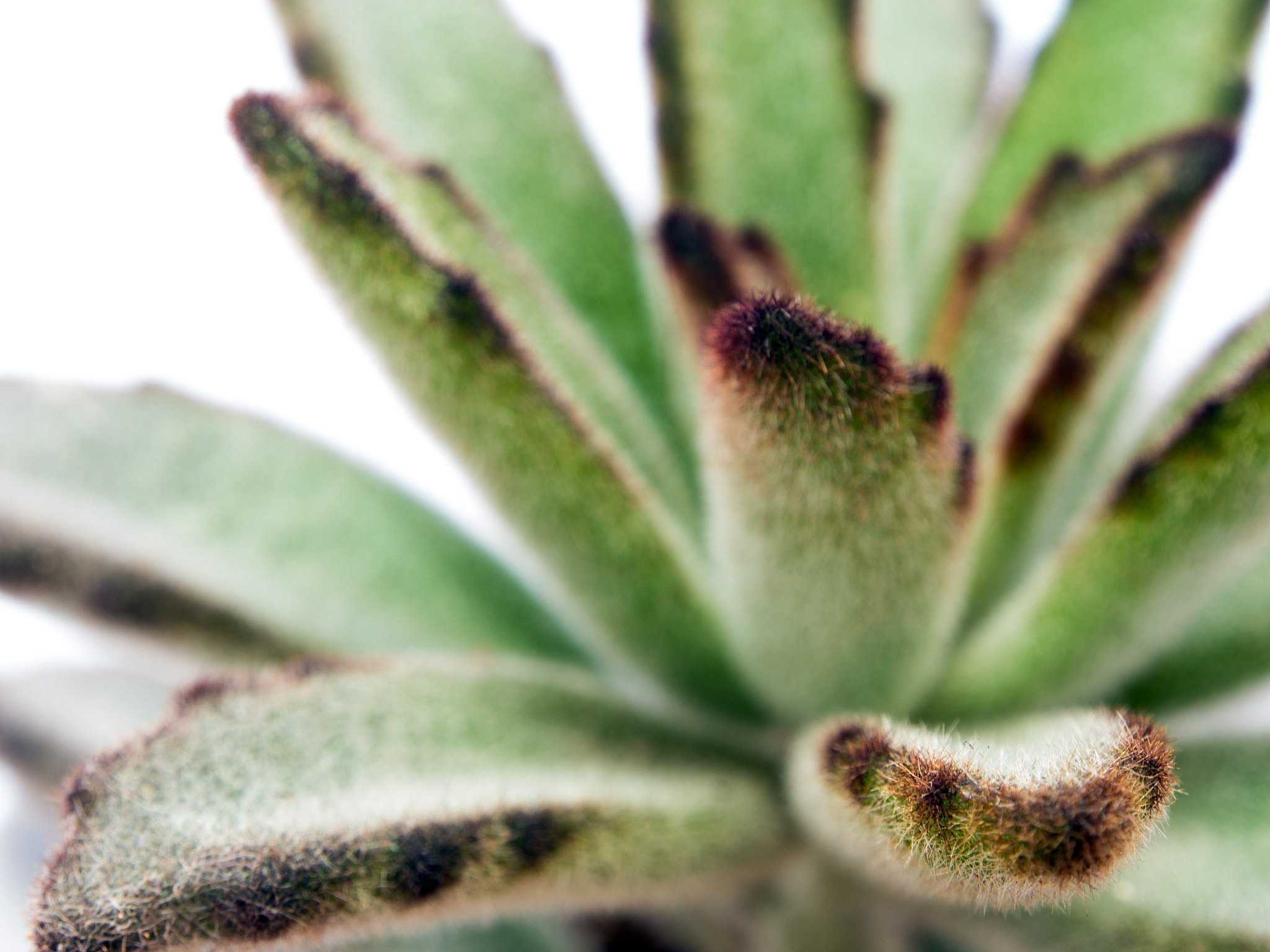 植物含水量高的原因：生命活动活跃的秘密