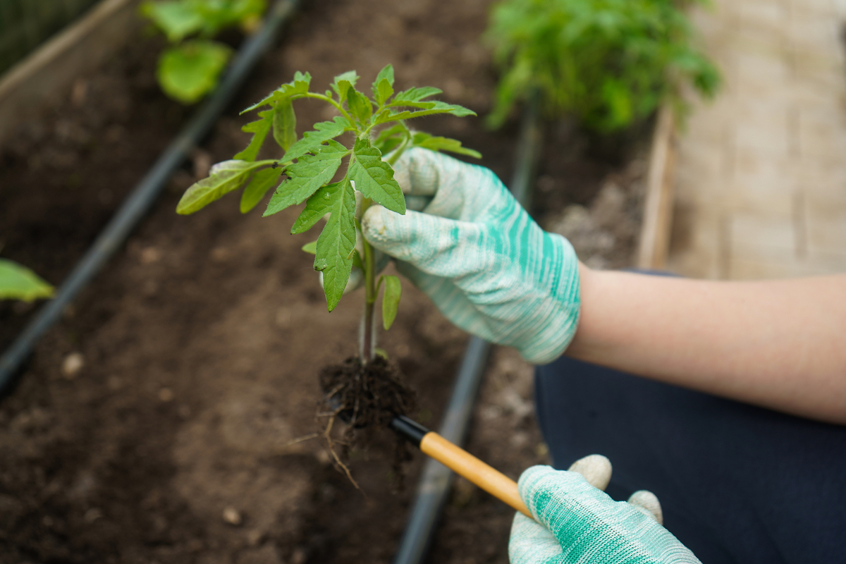 番茄立枯病预防：接种方法及注意事项