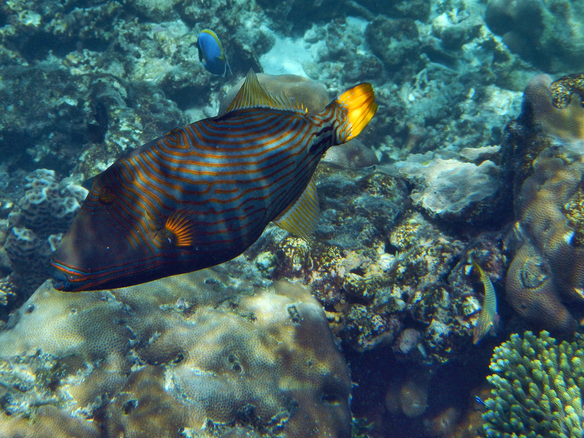 balistapus undulatus (orange-striped triggerfish)