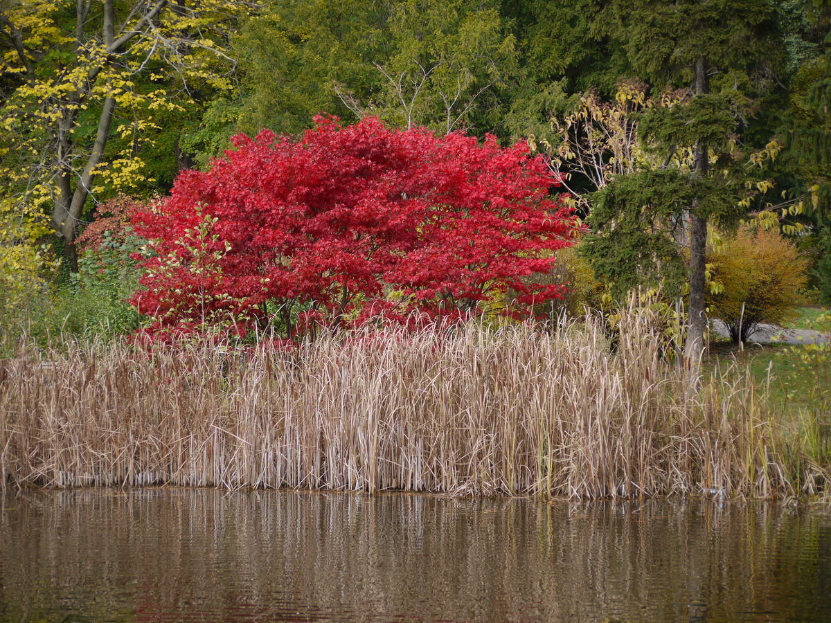 延安市园林彩叶树种应用研究意义：丰富资源、美化景观、改善生态