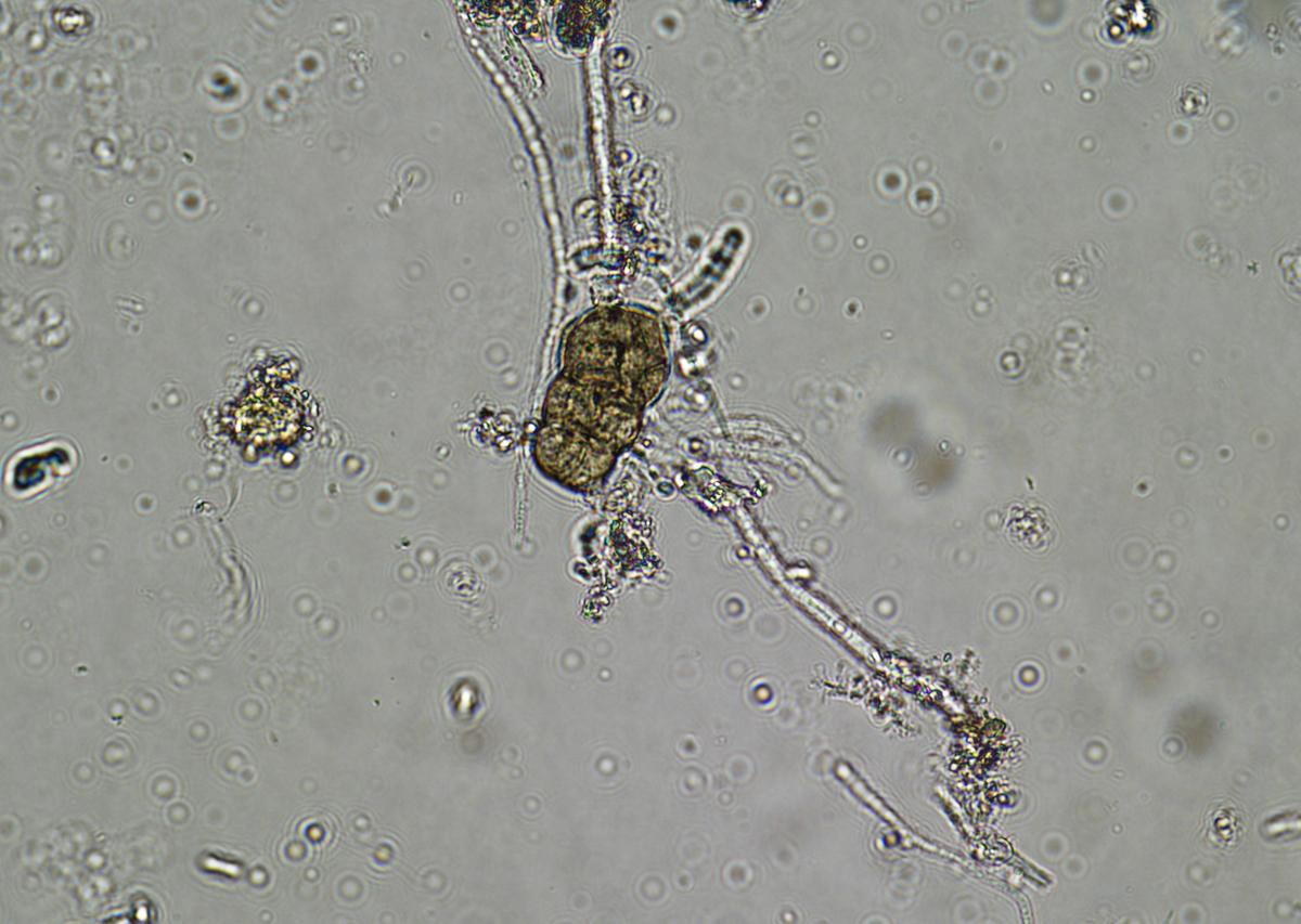 生物适宜度模型：目标生物是什么？