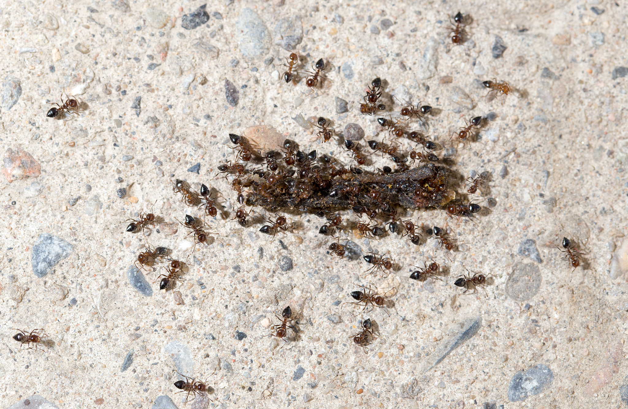 small ants eat the worm. macro