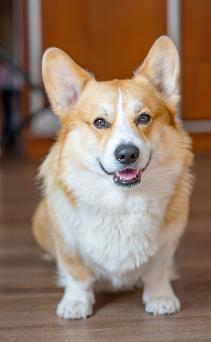 柯基犬好养吗,柯基犬好养吗?优缺点有哪些