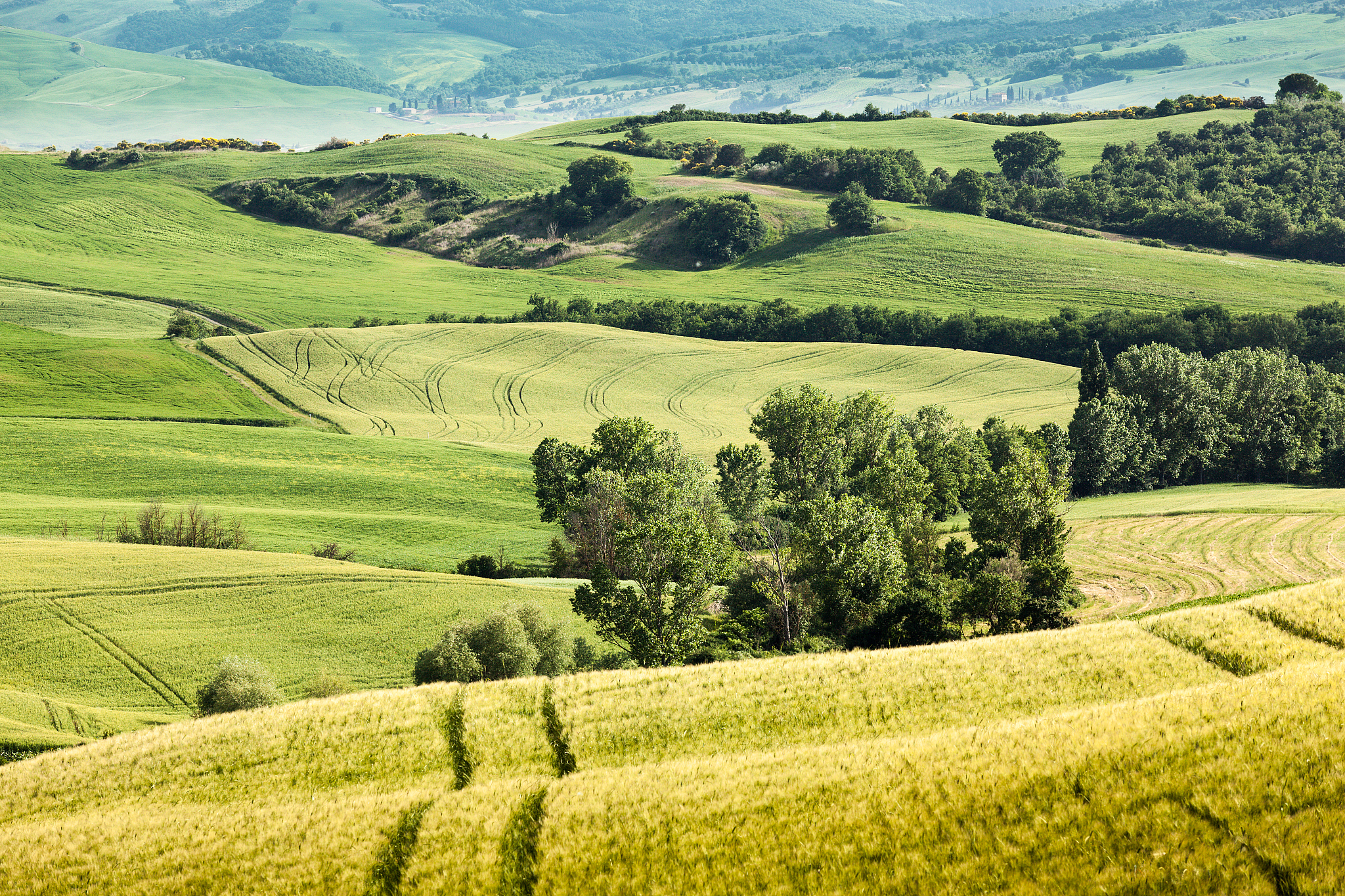 spring landscape of fields tuscany, italy