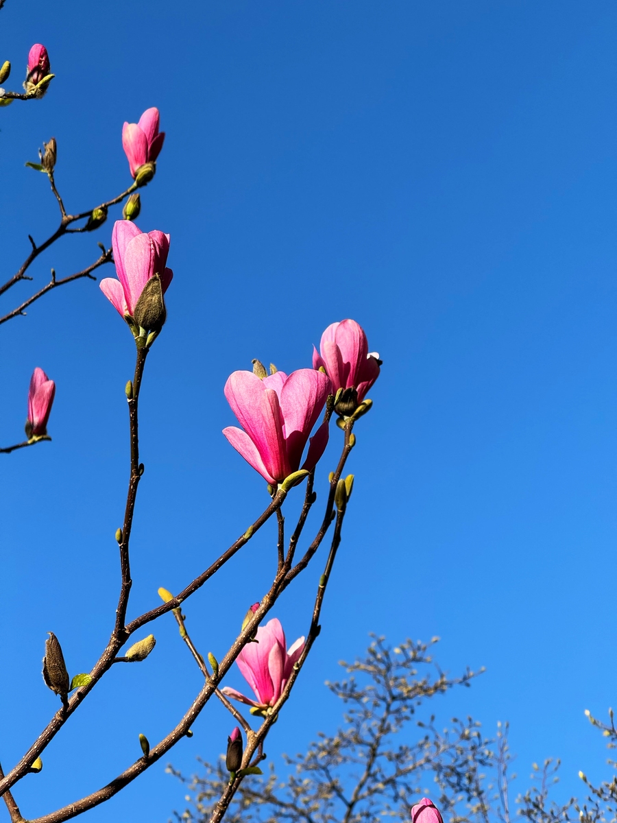 以一花独放不是春为题写一篇文章