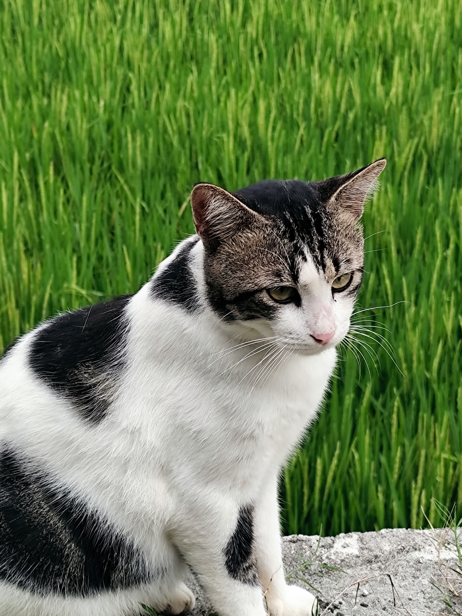给小猫取个名字