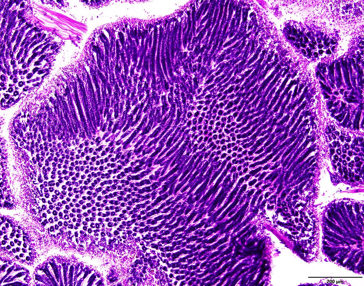 家兔阑尾Cajal间质细胞分离与培养实验方法