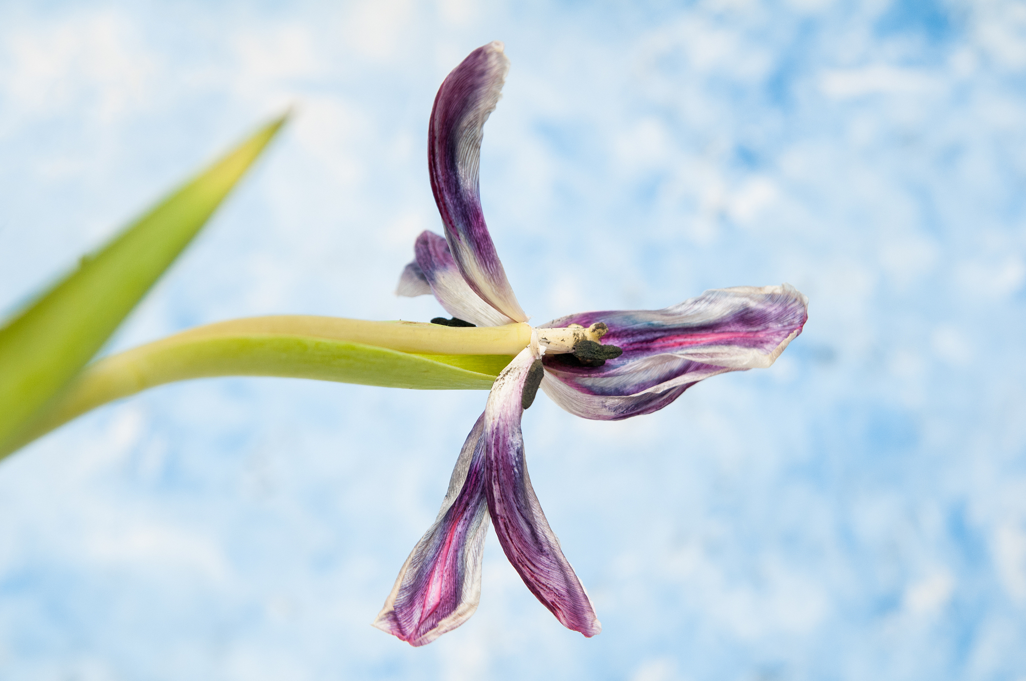 dead tulip