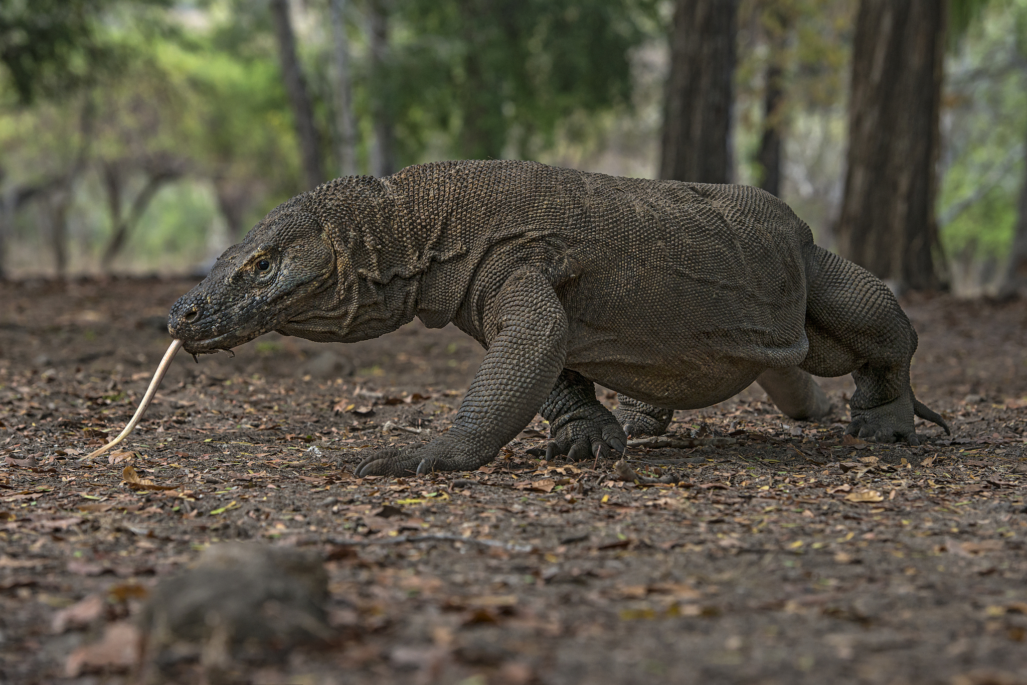 wildlife shot of a komodo dragon (varanus komodoensis)