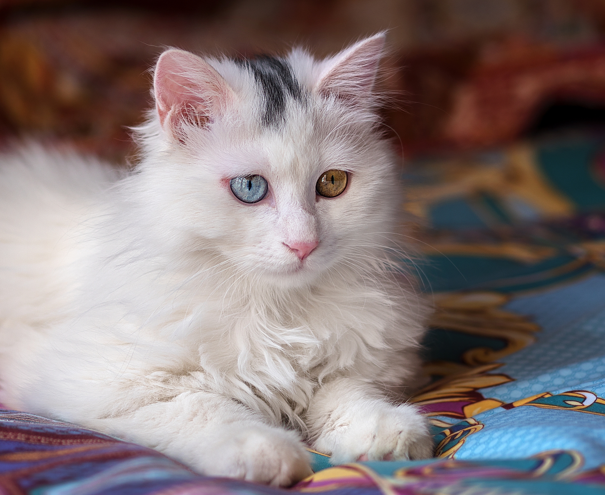 写一段猫的外貌的描写