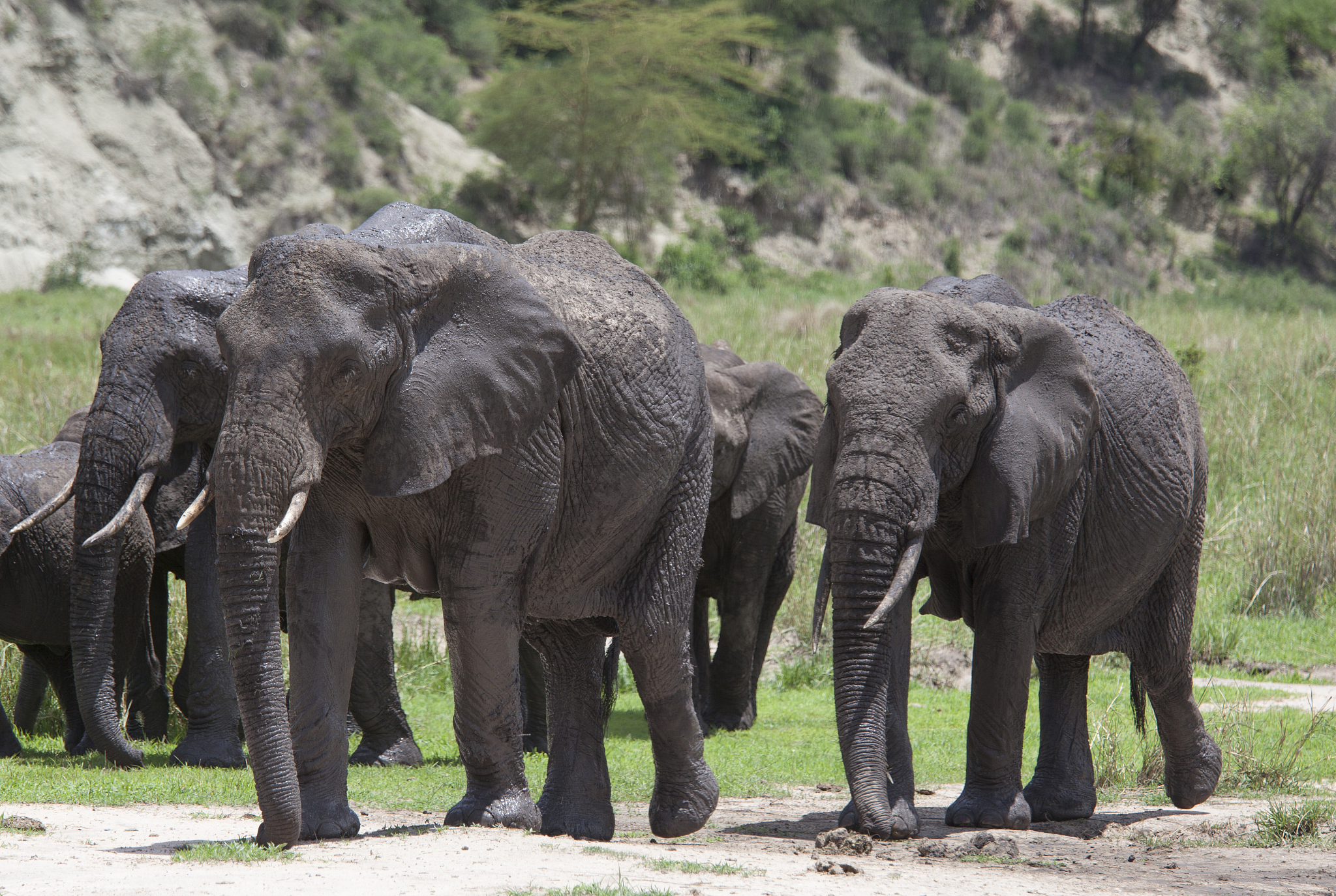 herd of elephants walking