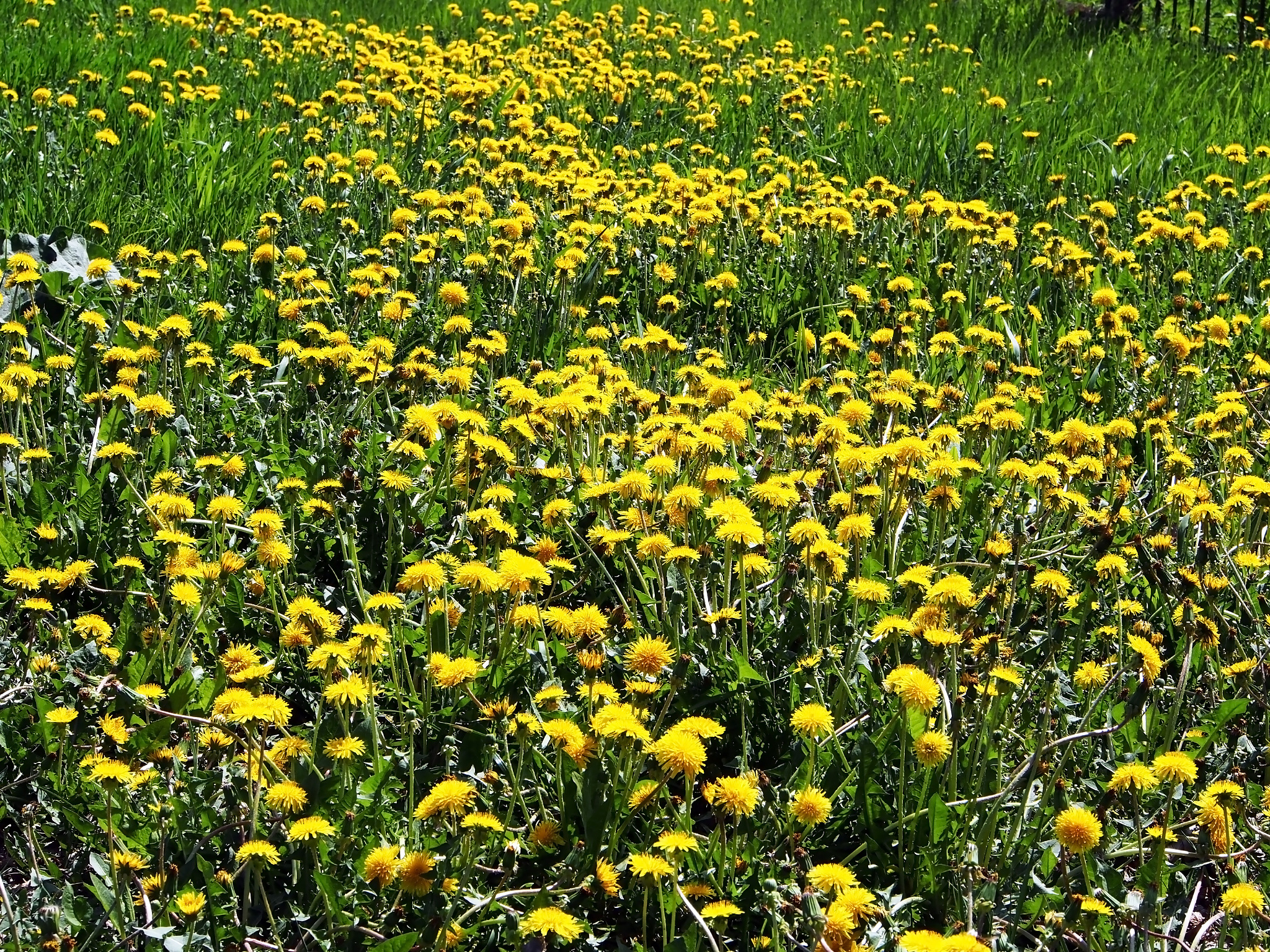 glade of the first spring flowers of yellow dandelions