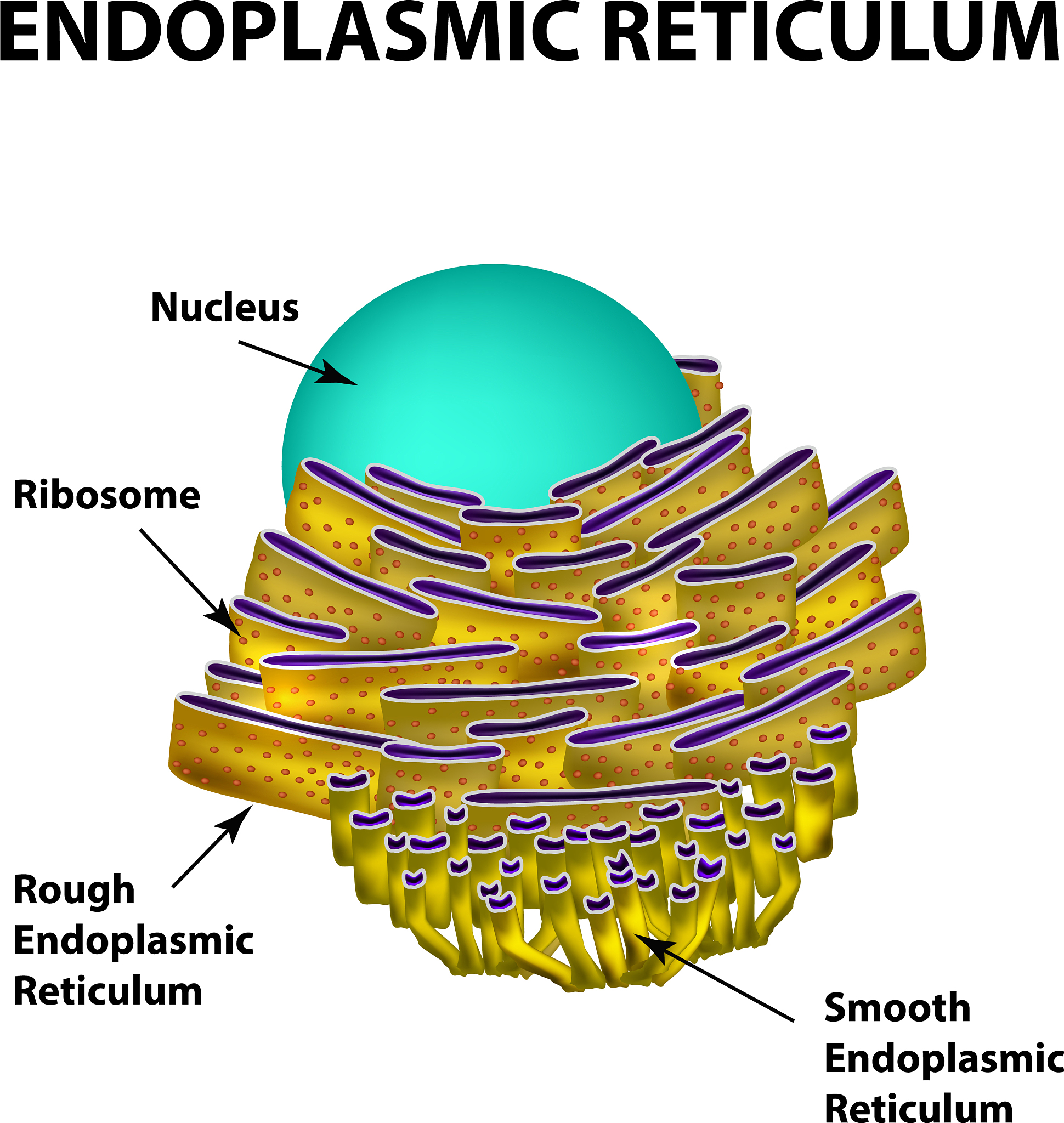 Open Science for Intermolecular Binding Affinity Calculators: Benefits and Considerations
