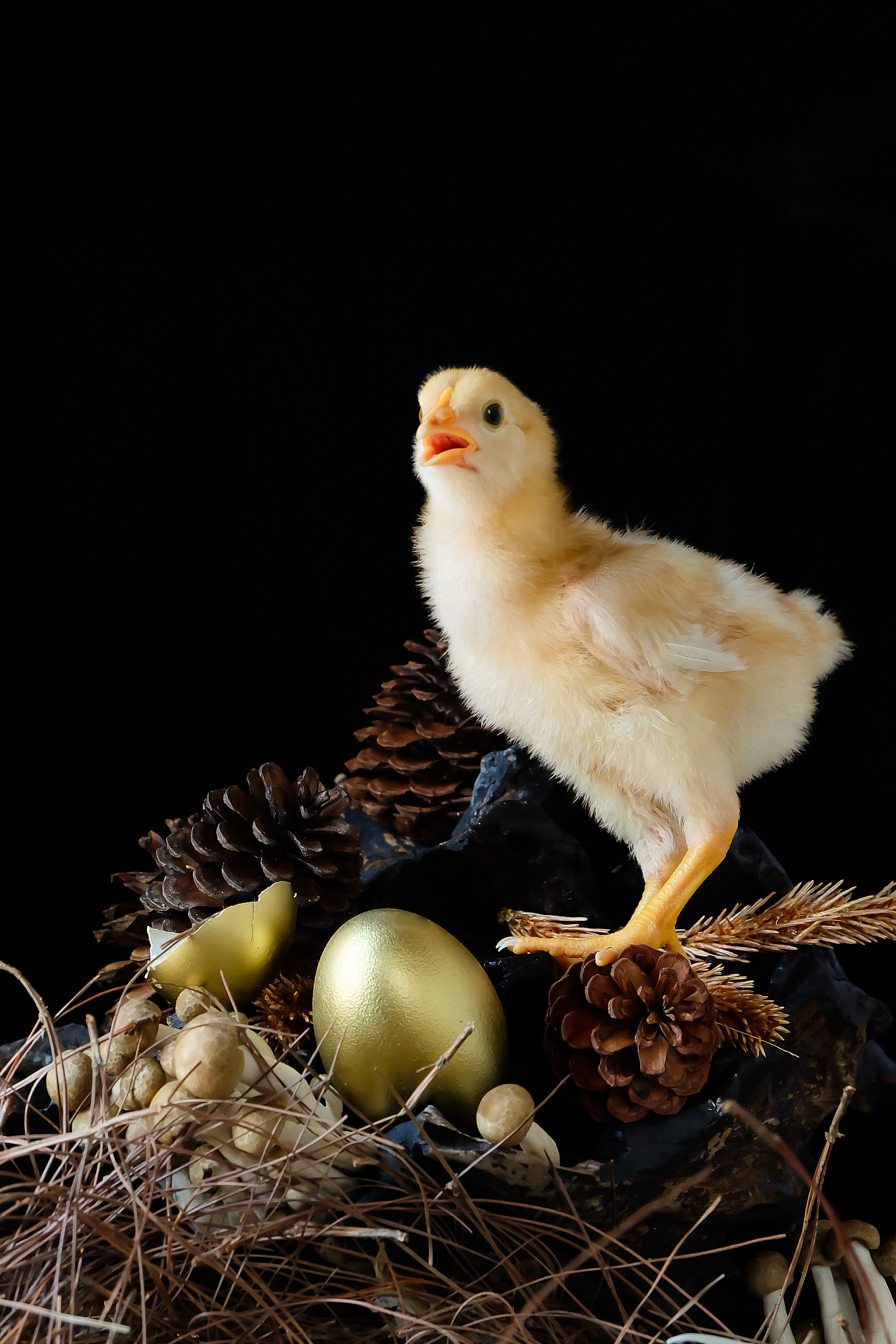 先有鸡还是先有蛋？从生物学、哲学和计算机科学角度解析