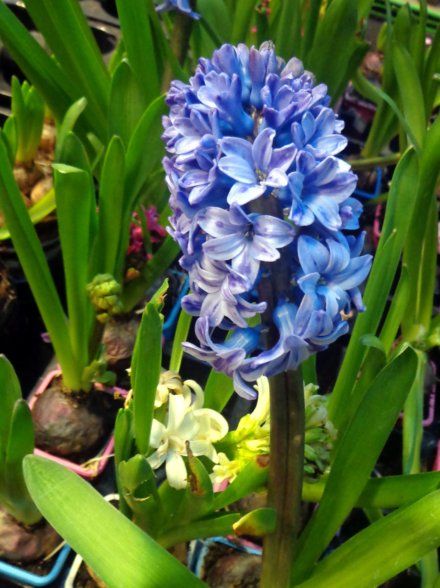 blue hyacinth flower