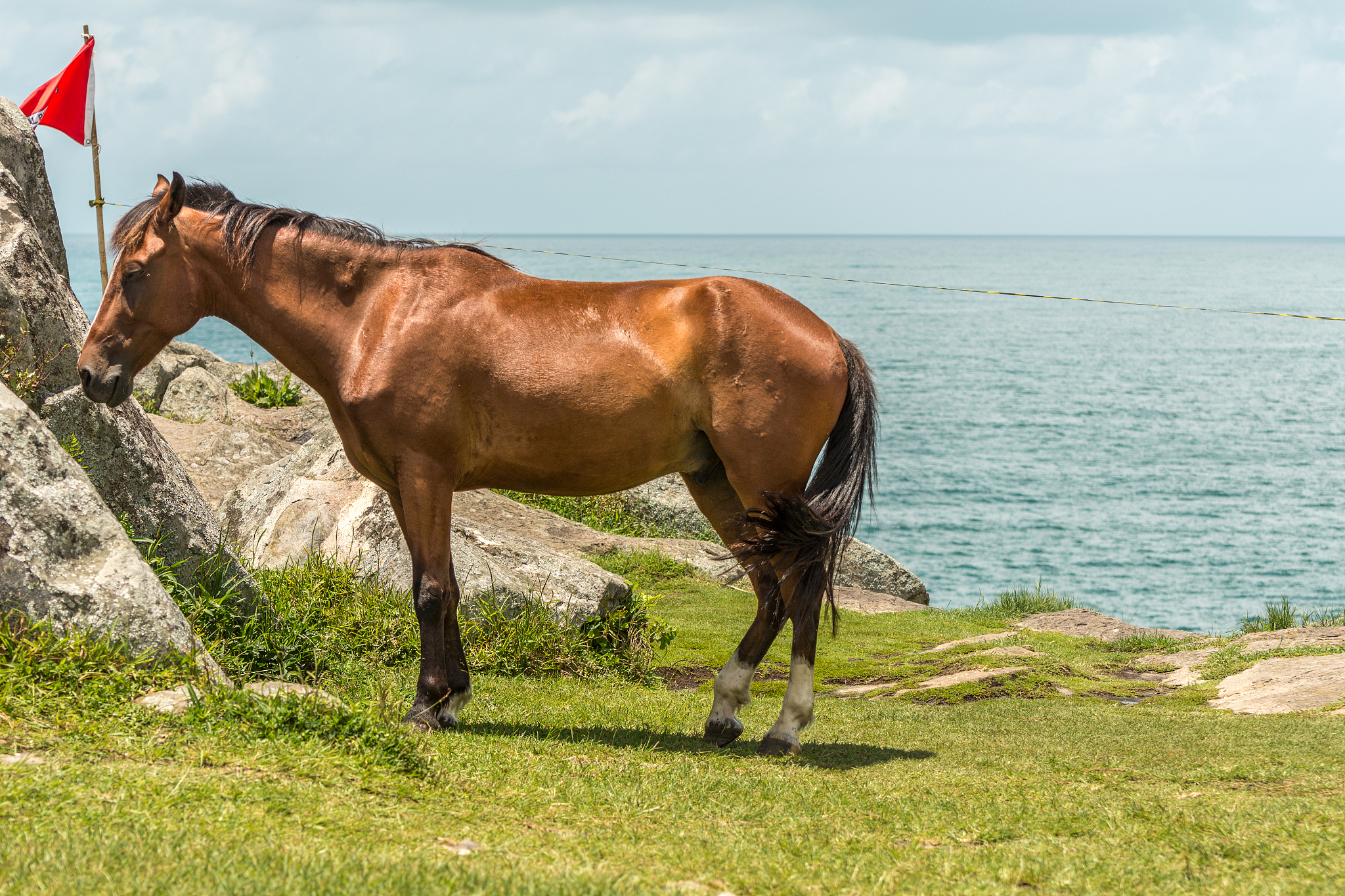 beautiful brown horse near some rocks with the sea at the back, 
