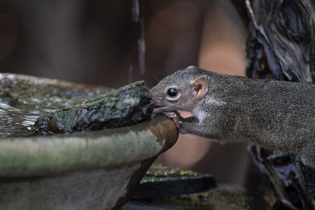 鬃狮蜥一直流眼泪还有一边鼻子堵塞怎么治好它
