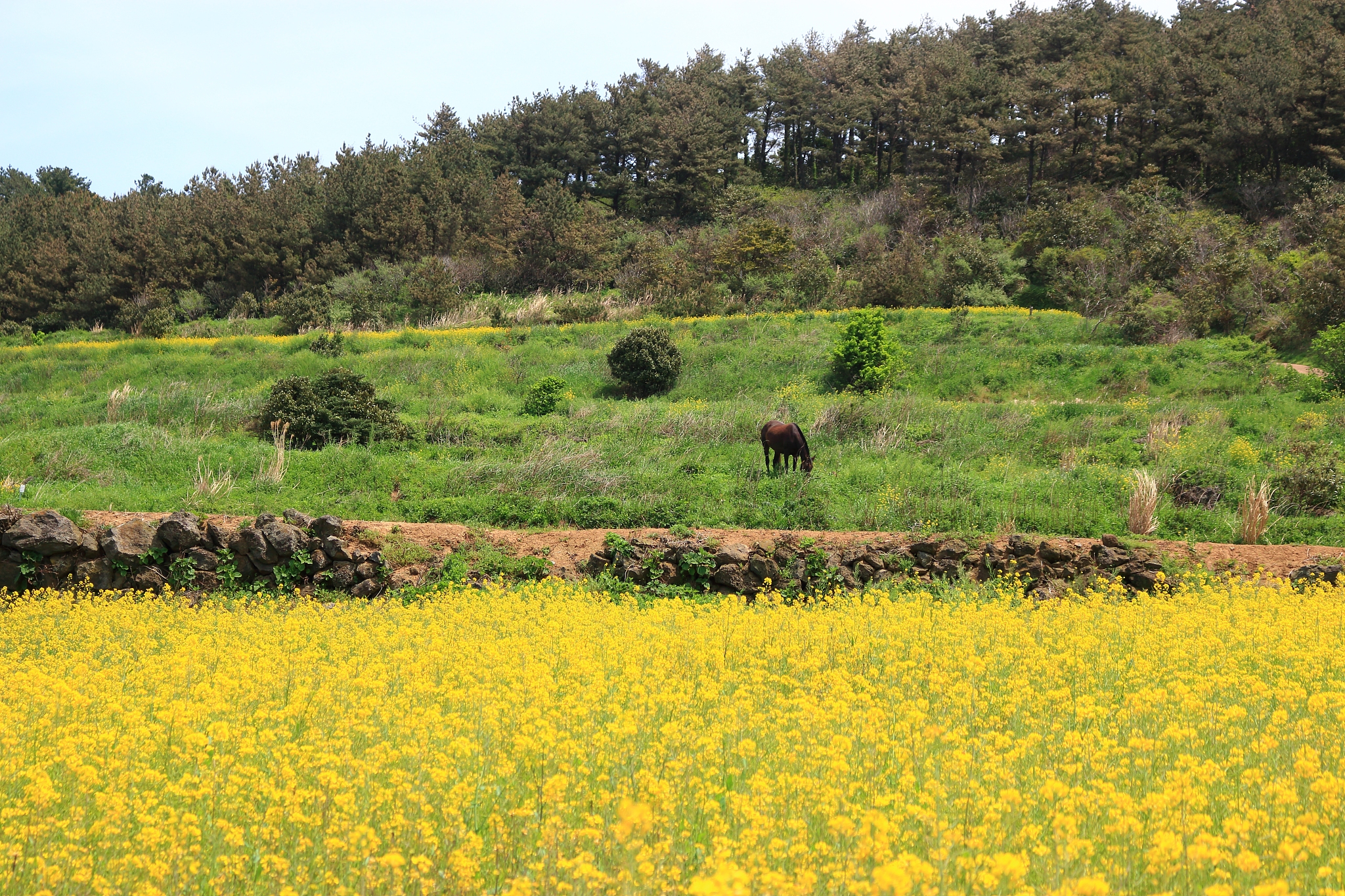 hamdeok beach, west wu bong, wildflower, flower, beach,