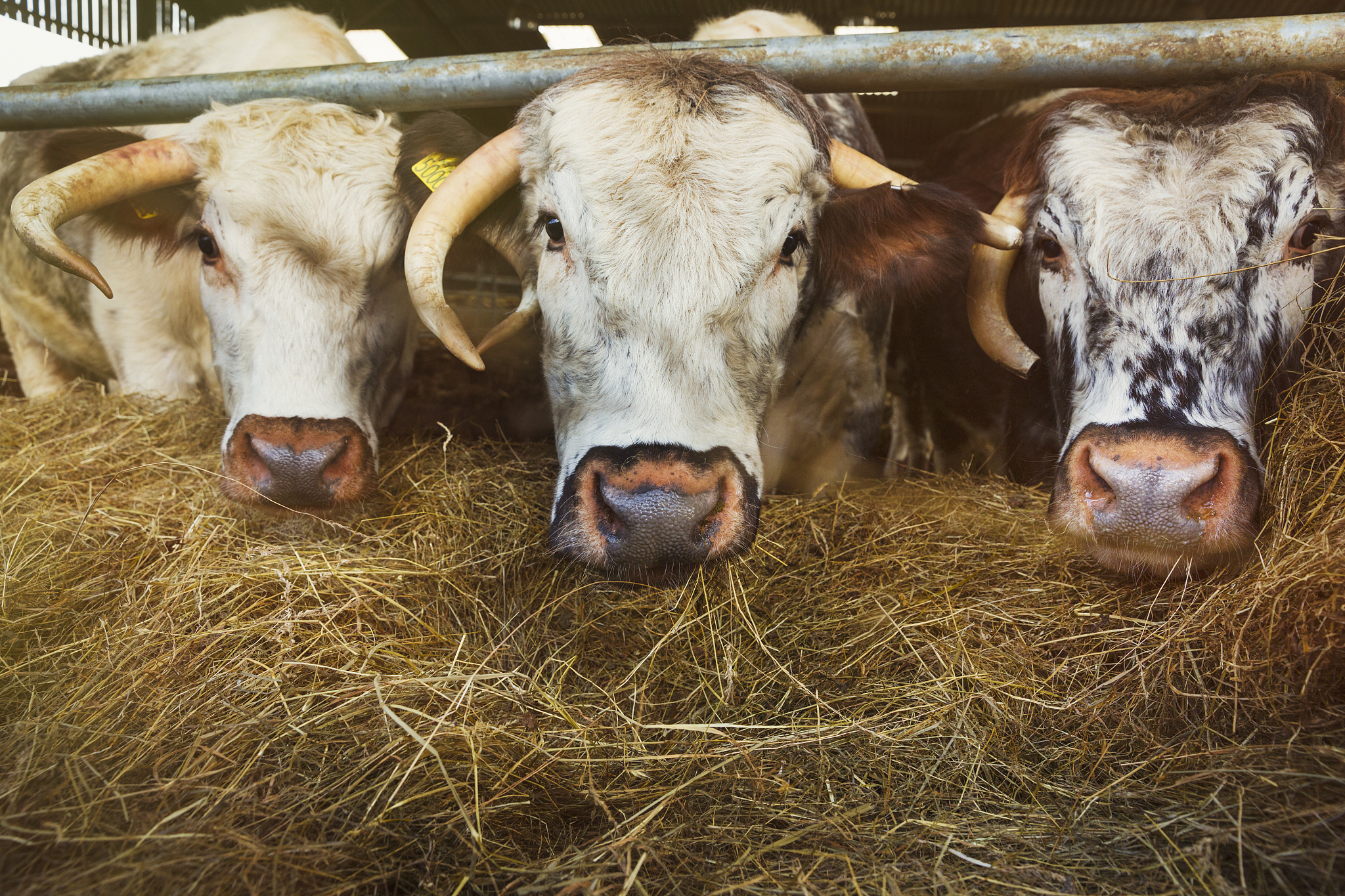 牛不能吃玉米的原因：消化系统与玉米的秘密
