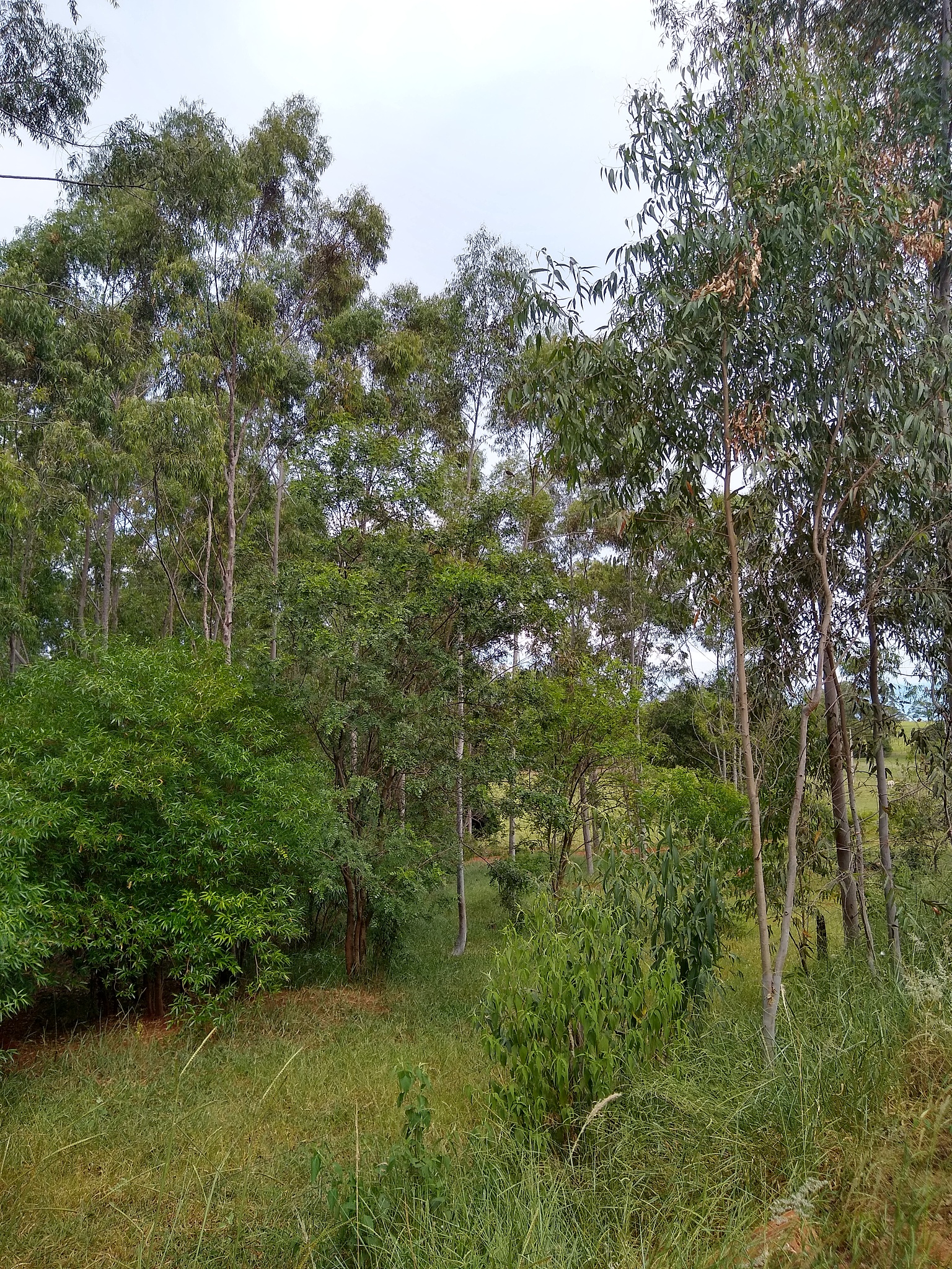 江西景德镇工业园乔木种植建议：适合品种及注意事项