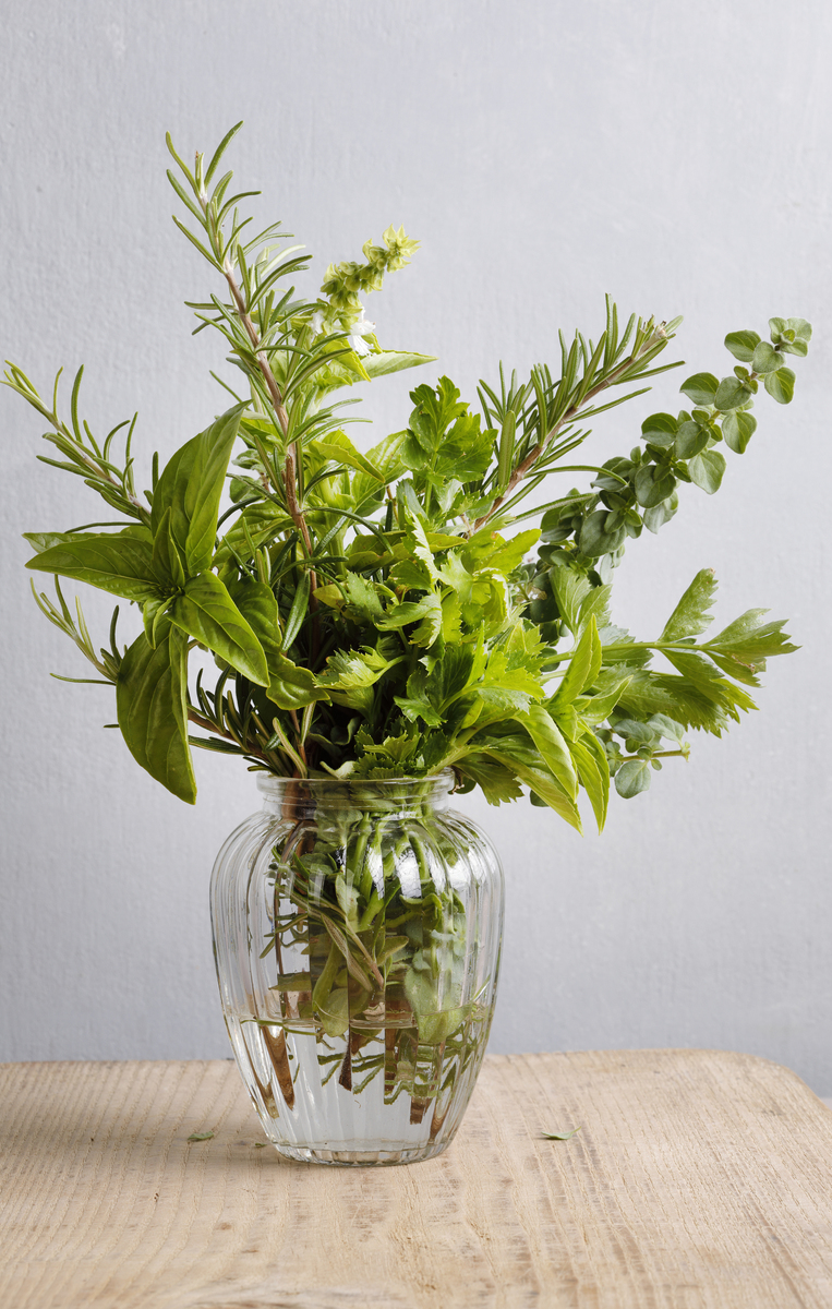 九里香适合放在室内吗400字描述