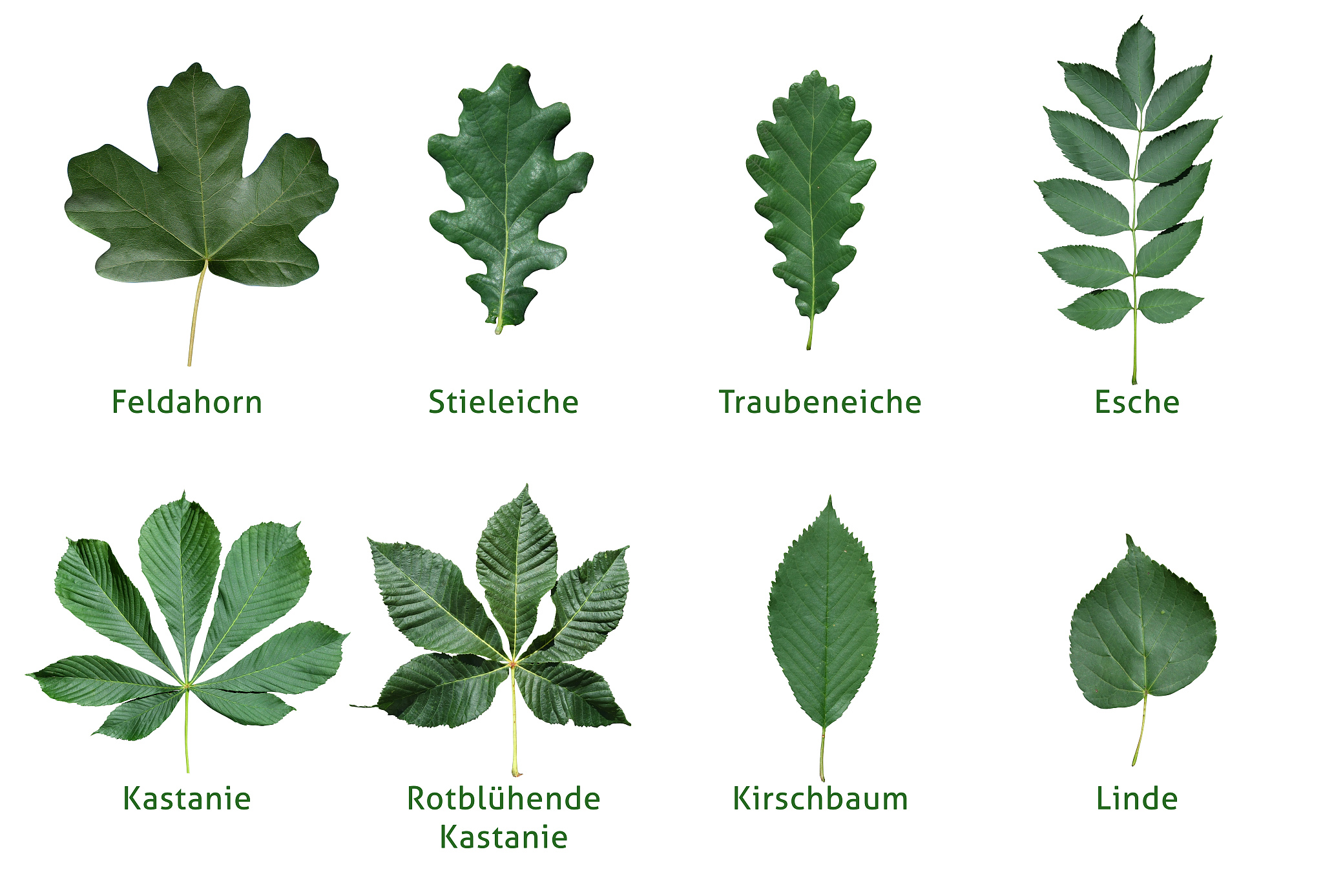 植物识别分类：参考文献及最新研究趋势