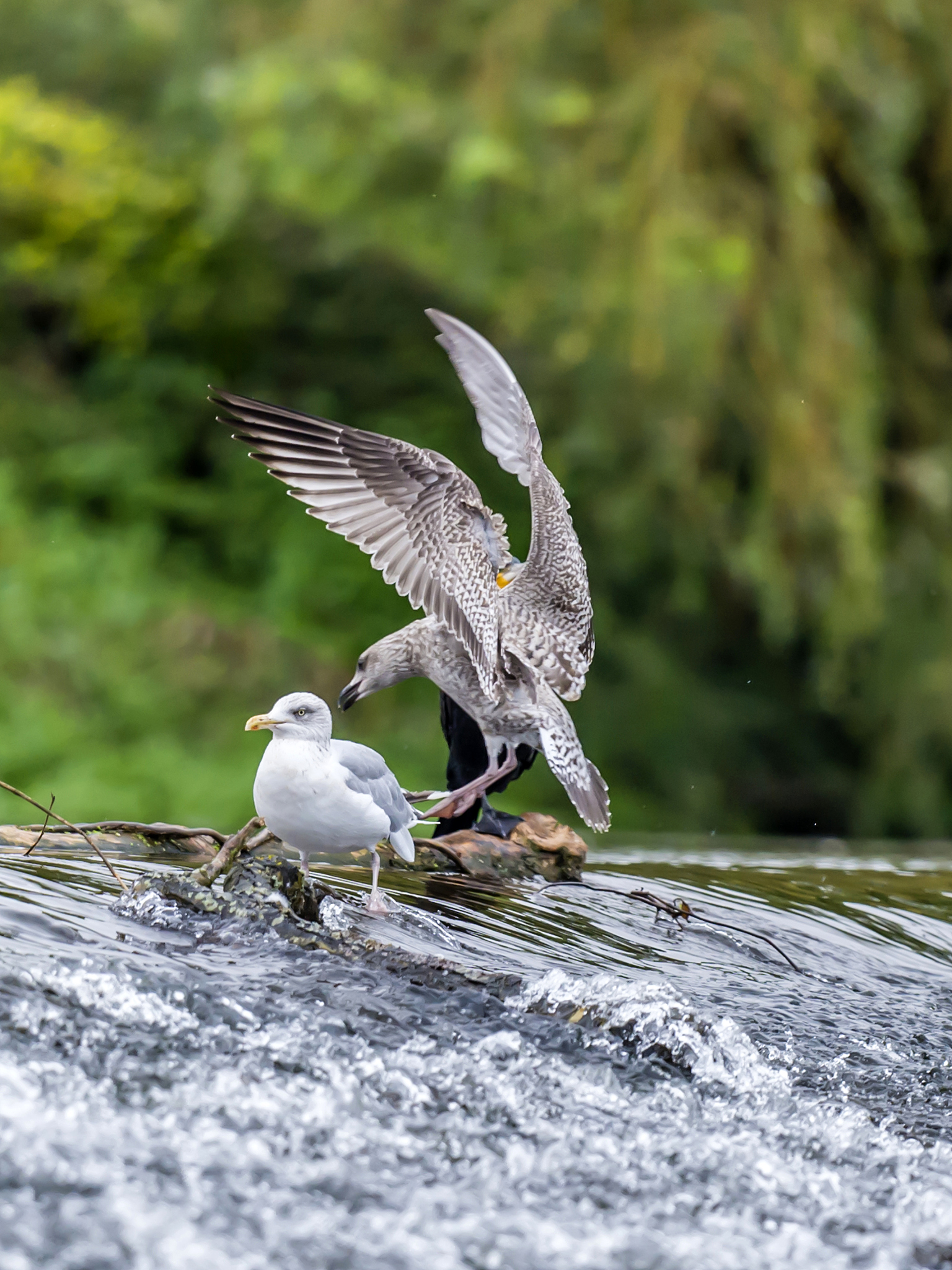局部麻醉方法详解：种类、分类及应用