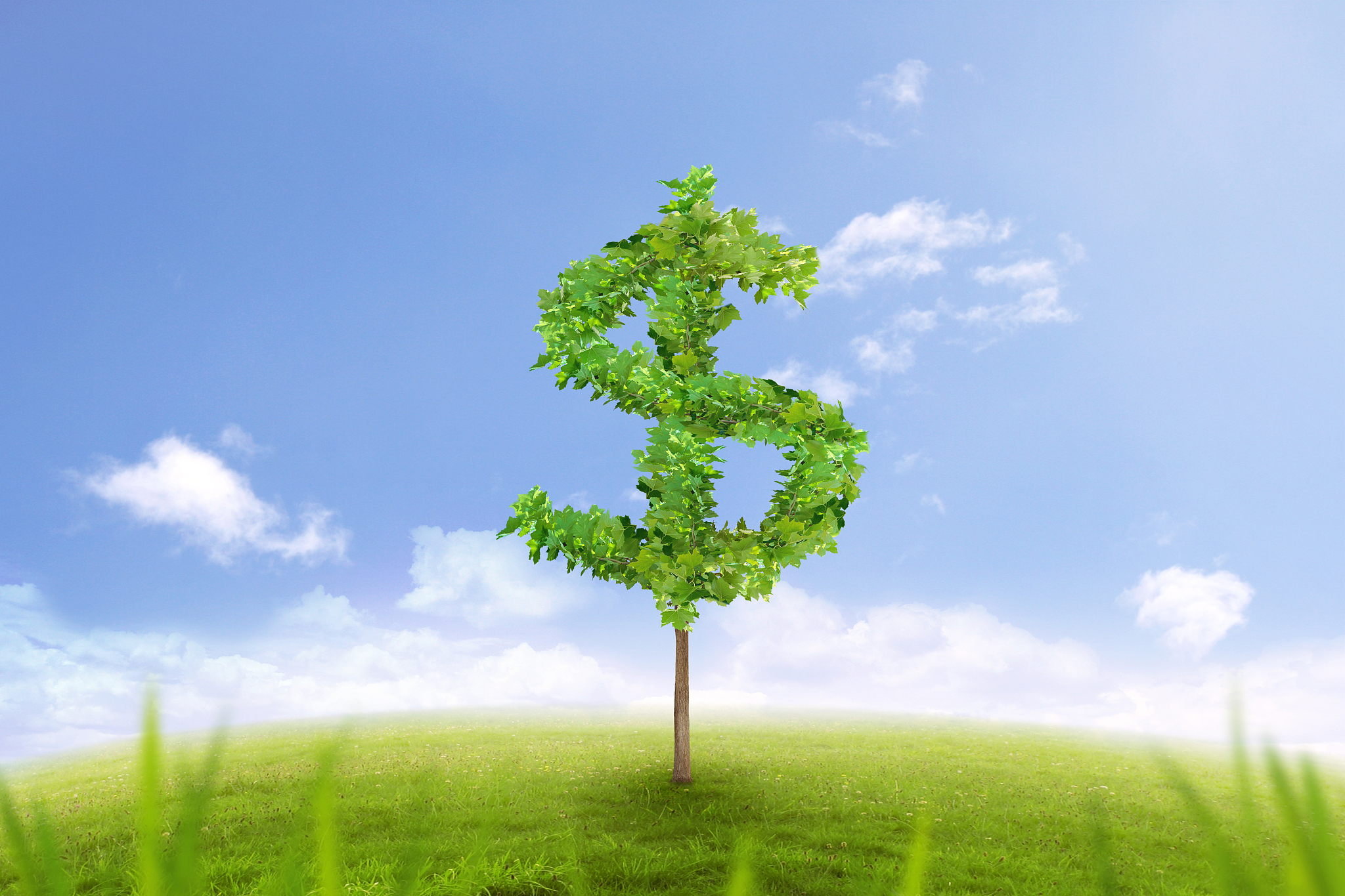 financial growth and success on a green summer natural green gra