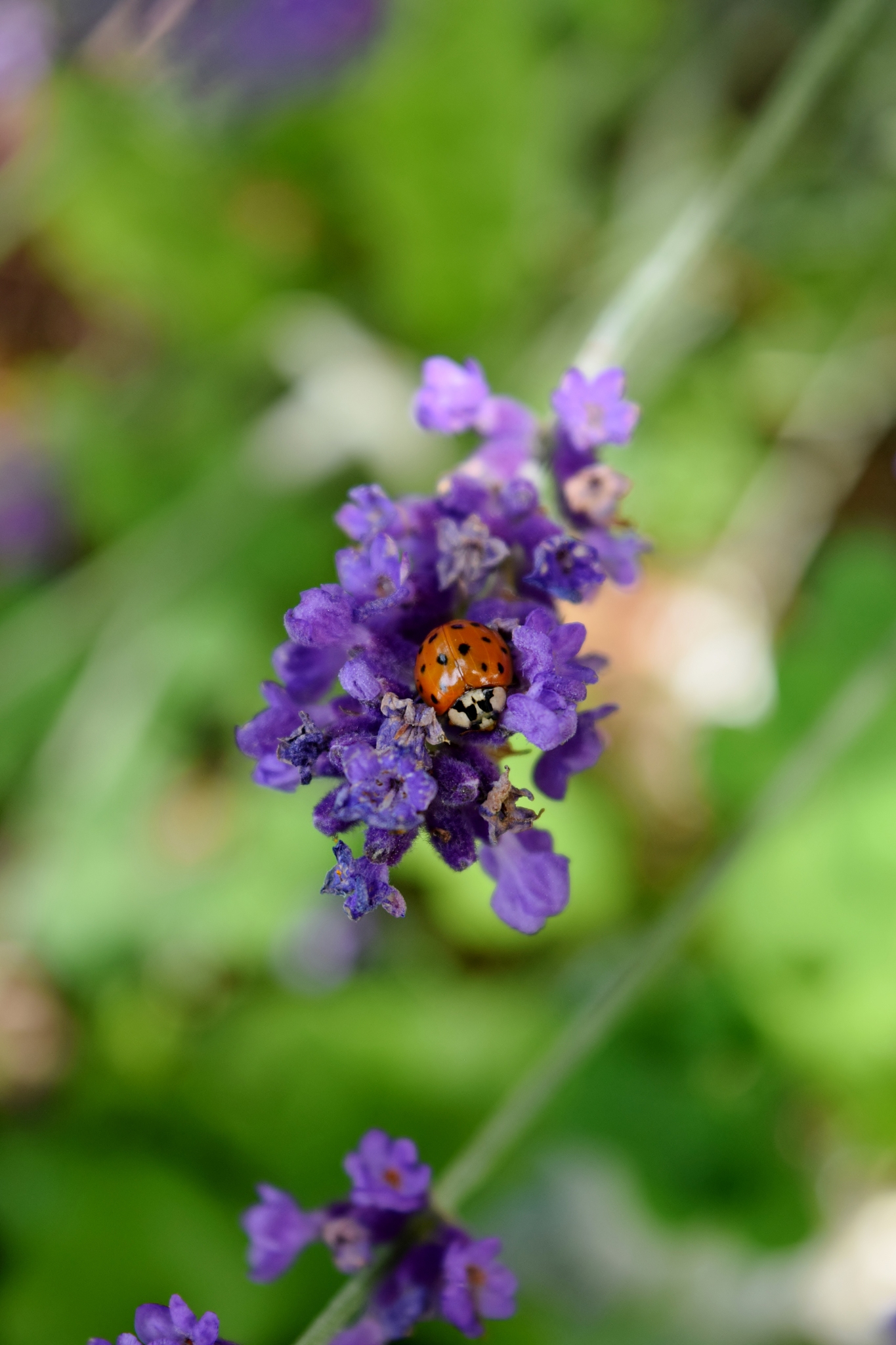 星露谷物语手机版更新日志 - 最新版本更新内容