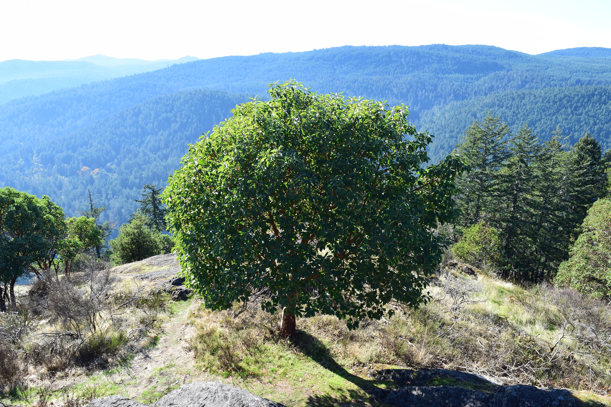 林地流转合同模板：免费下载，助力高效管理