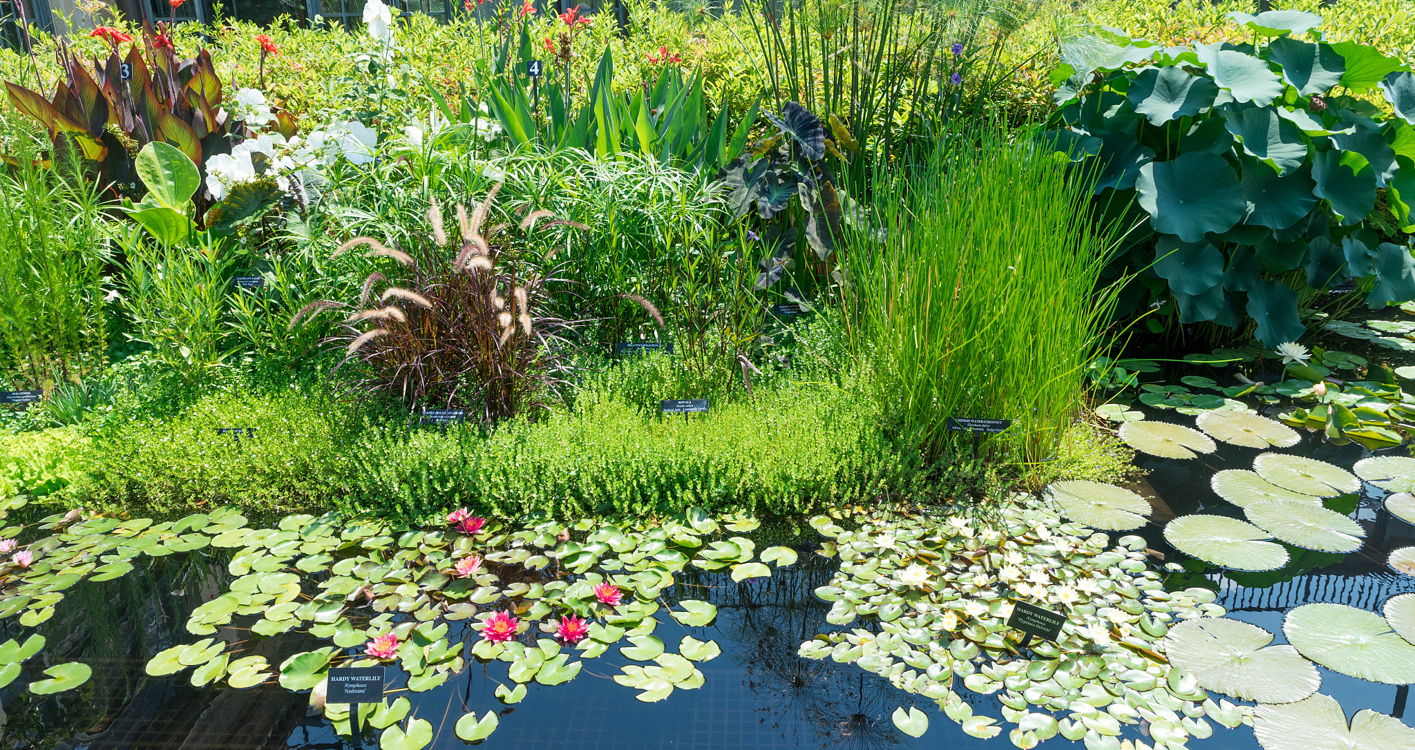 漂浮植物和沉水植物种植指南：养护技巧与注意事项
