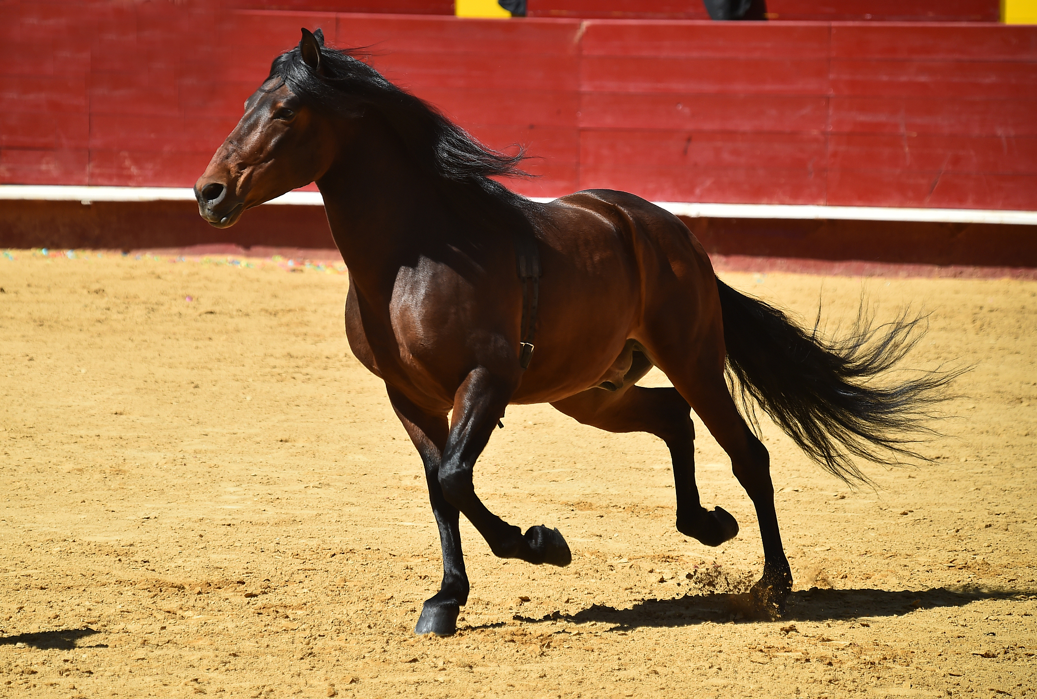 horse