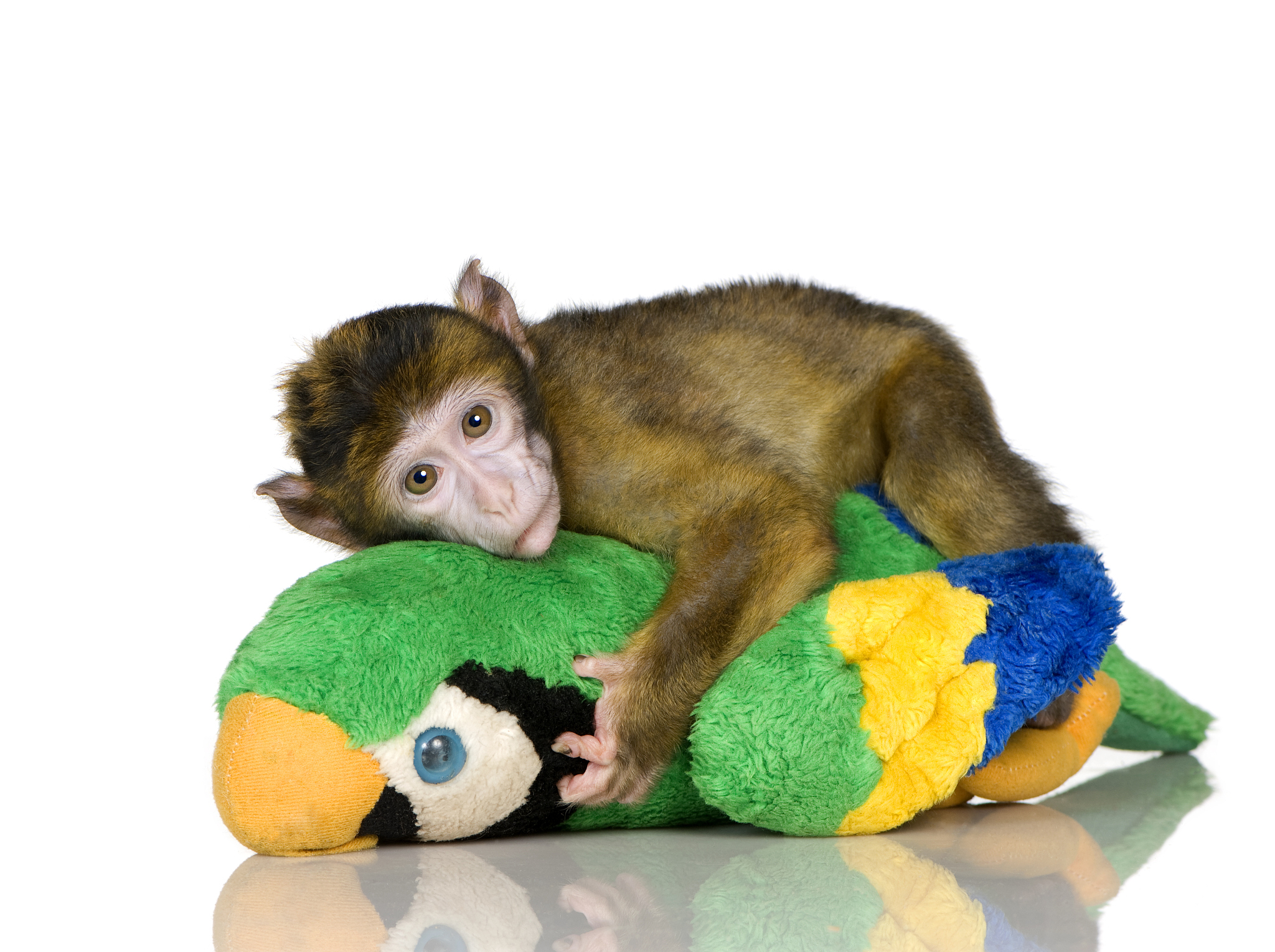 The SHANK3 gene encodes a scaffolding protein on excitatory synapses which coordinates the response of cells to signals from presynaptic cells by organizing other proteins on the postsynaptic cell mem