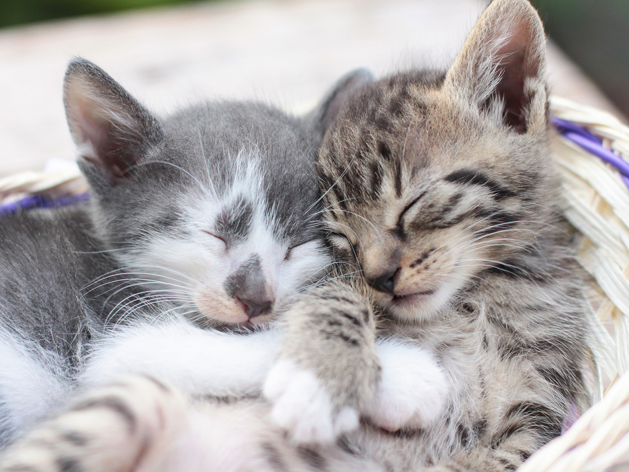 你喜欢的小动物是什么?它的样子是怎样的?你和它发生过什么有趣的事呢?请你写一篇300字作文 你喜欢的小动物是什么?它的样子是怎样的?你和它发生过什么有趣的事呢?请你写一篇300字作文