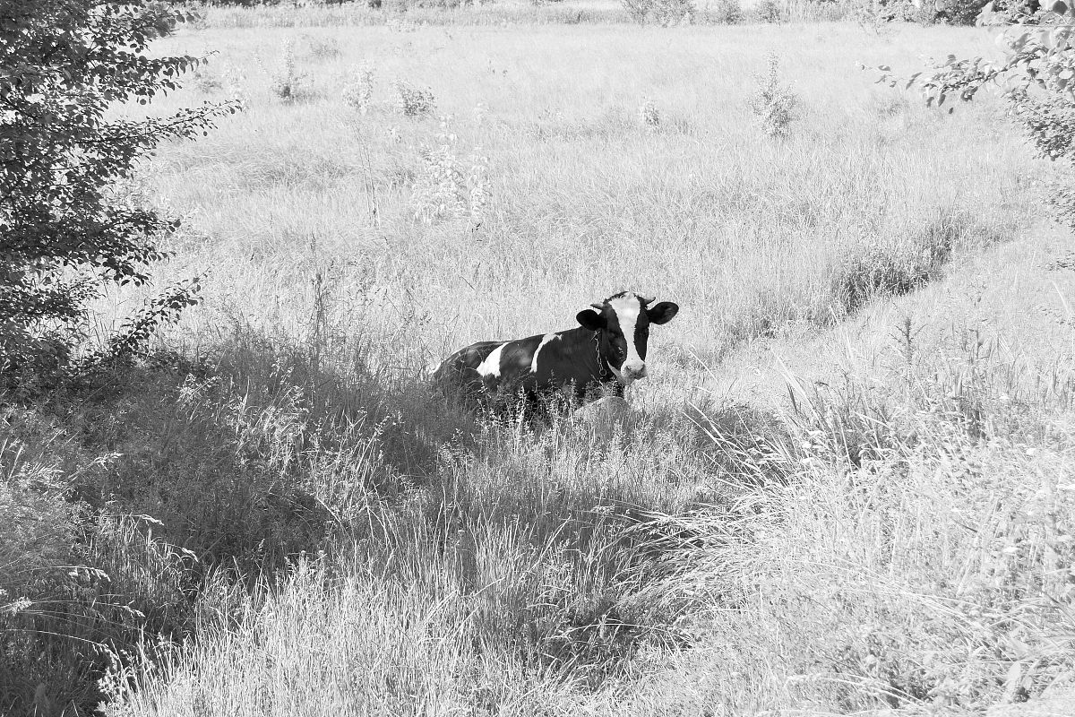 枯藤老树藏头诗，描绘田园风光