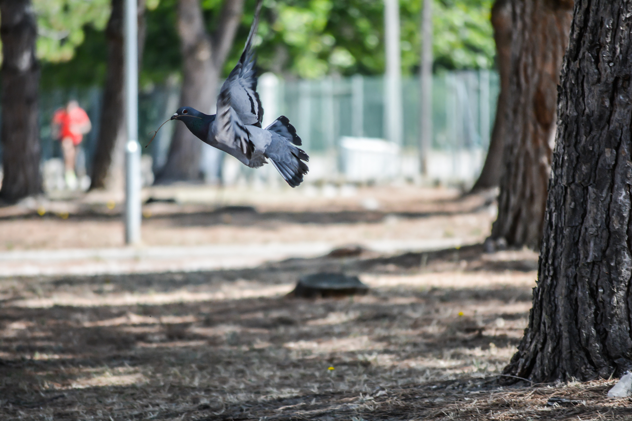 该怎么回倦鸟失了归期