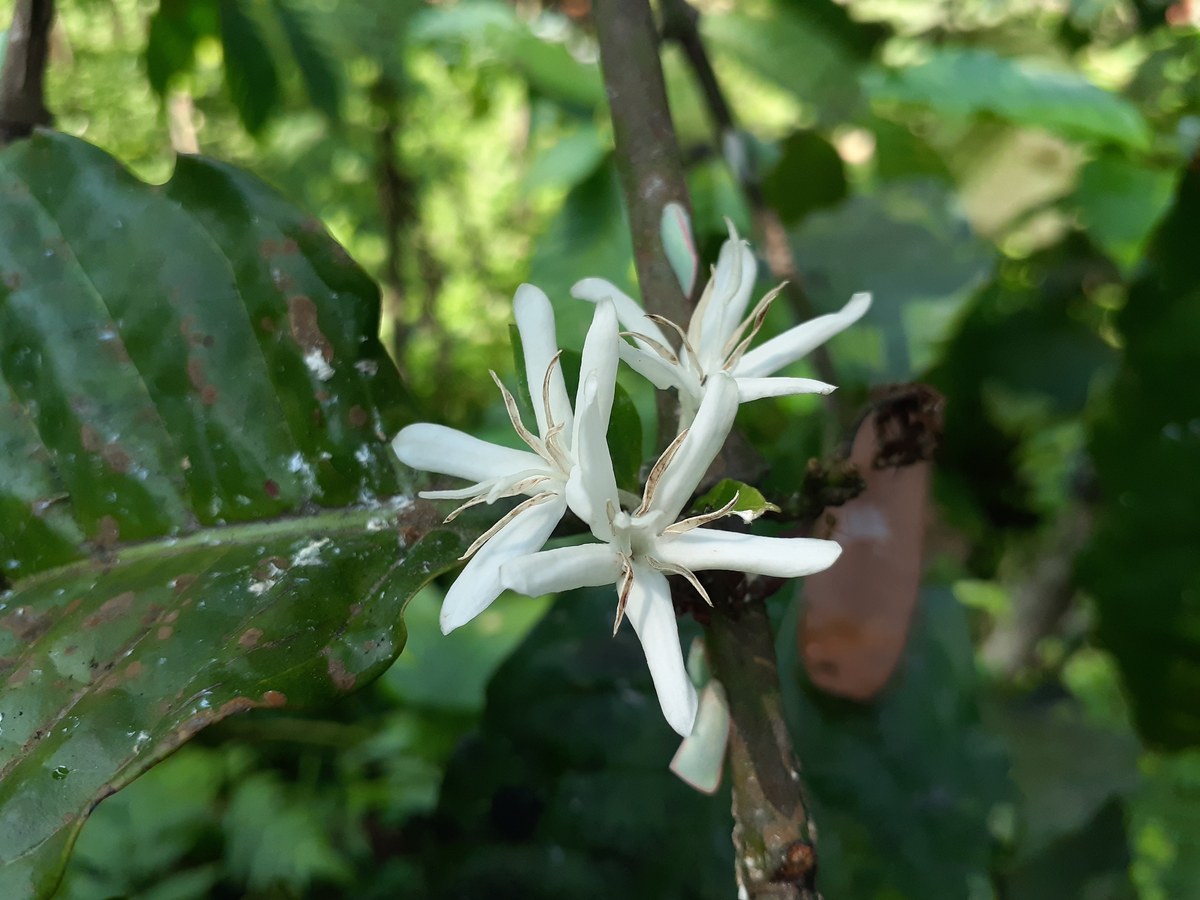 押し花とは？作り方や用途、歴史も紹介 | 美しい花をいつまでも