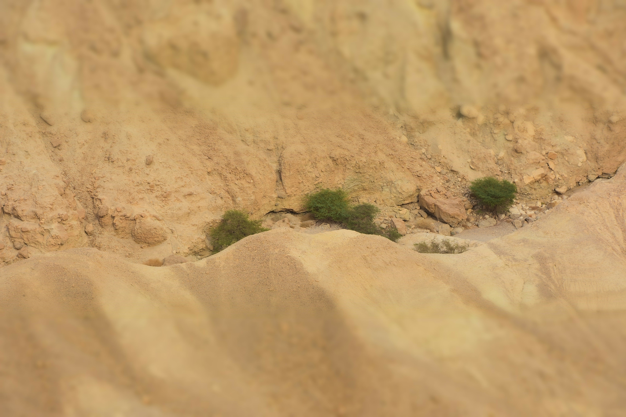 green trees in the desert
