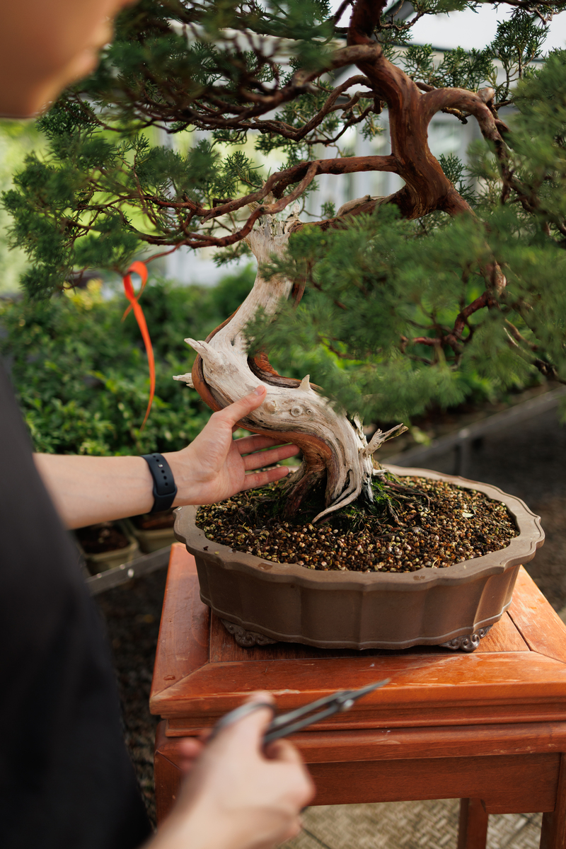 罗汉松组培配方及制作程序 - 详细步骤与注意事项