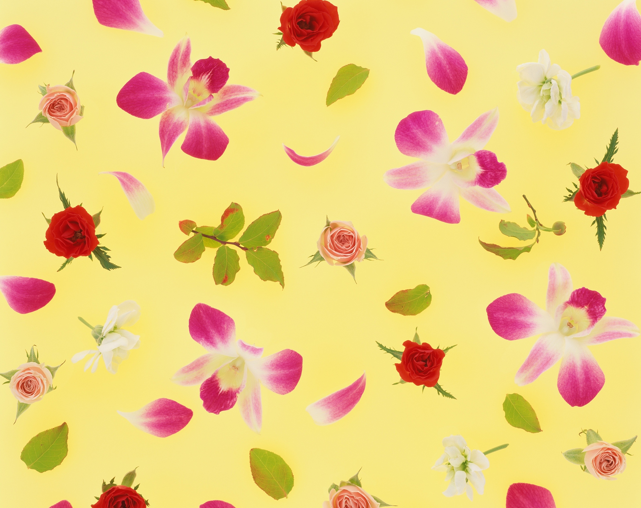 assorted flower heads