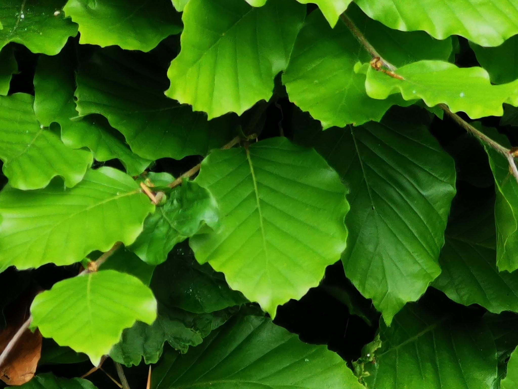 fresh green leaves