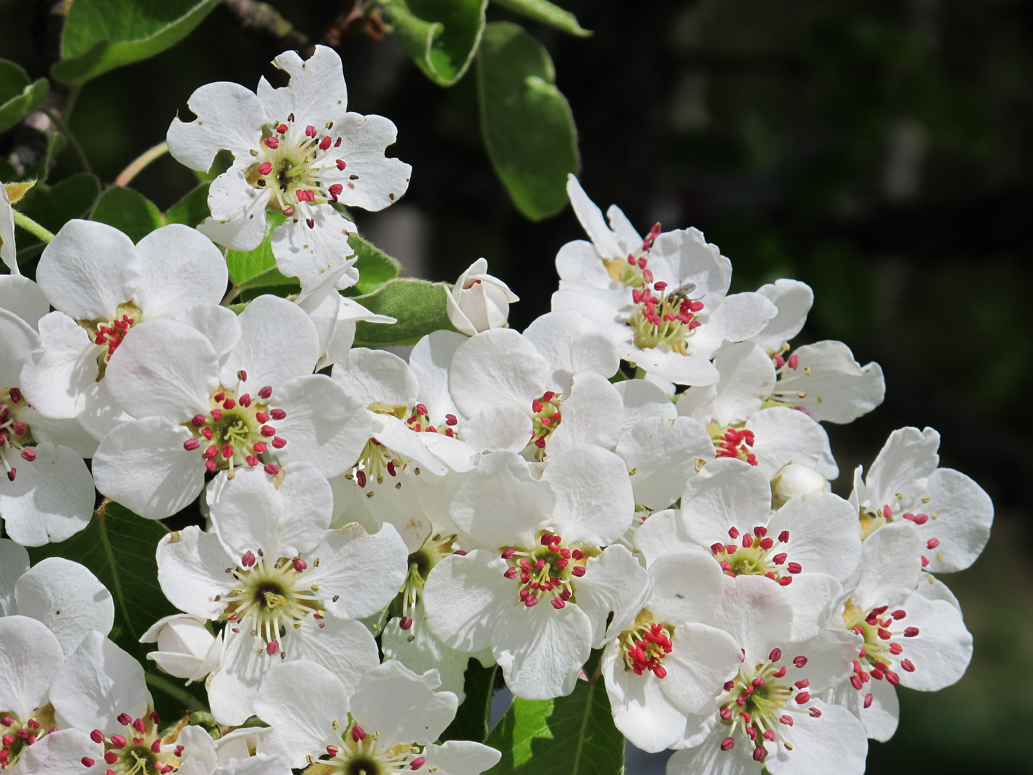 blüte mit roten staubbeutel